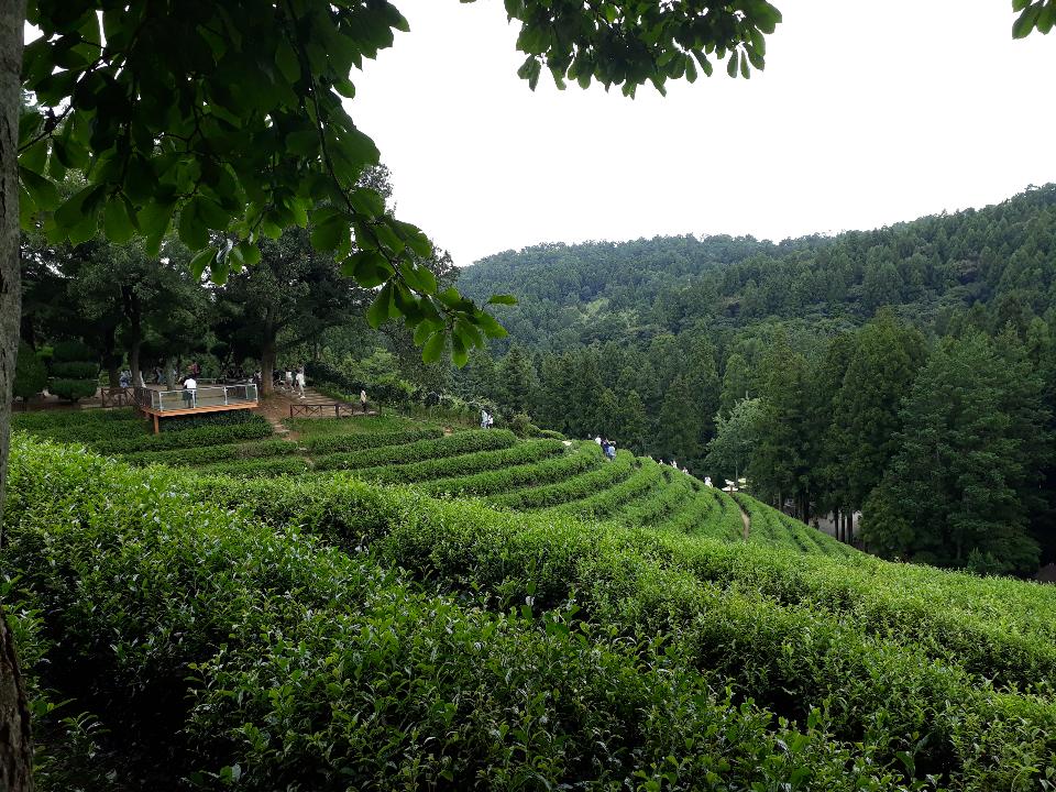 Free download high resolution image - free image free photo free stock image public domain picture  Boseong Green Tea Fields- Daehan Dawon Tea Plantation