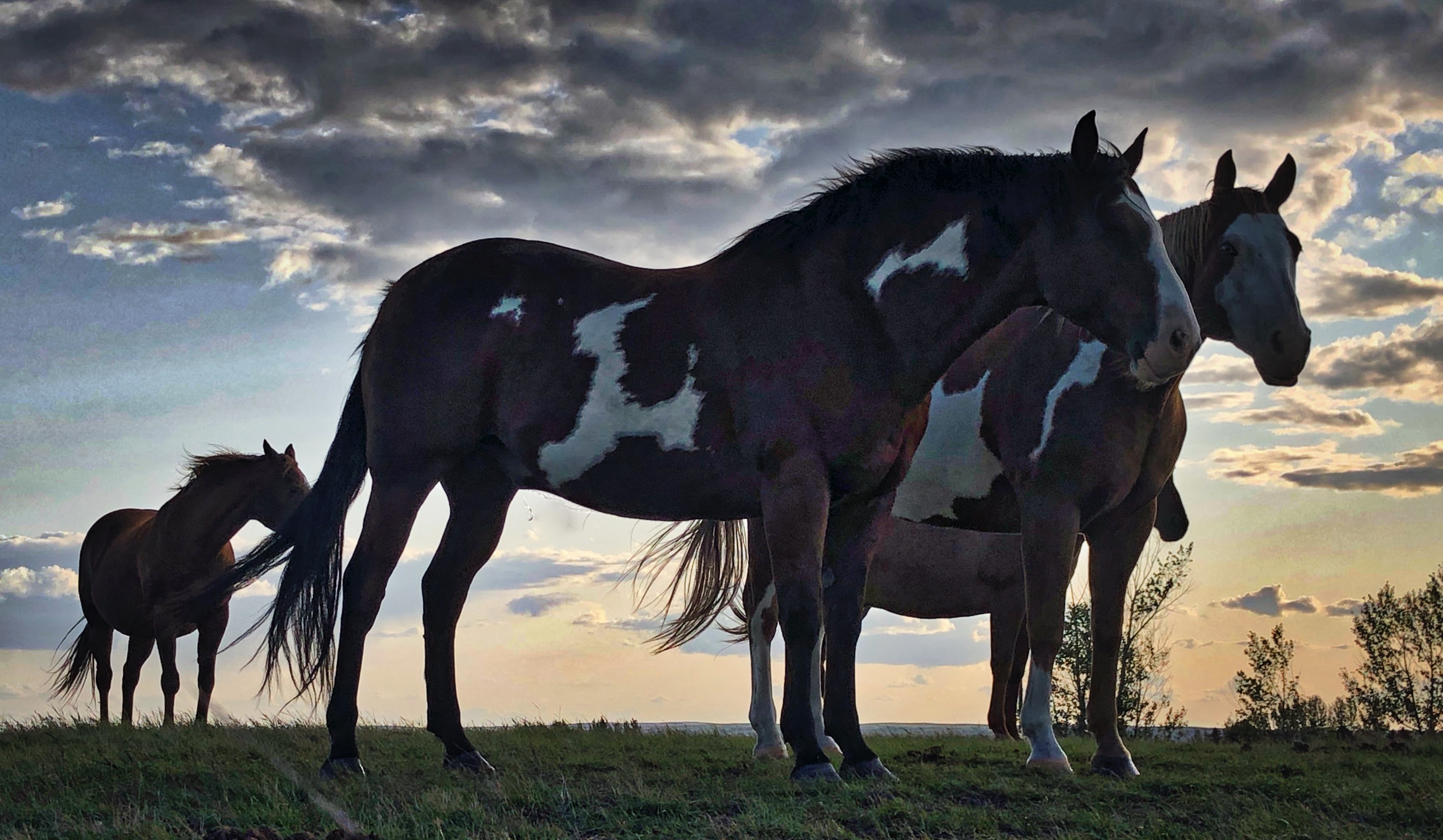 Free download high resolution image - free image free photo free stock image public domain picture -herd of horses grazing in a field at sunset