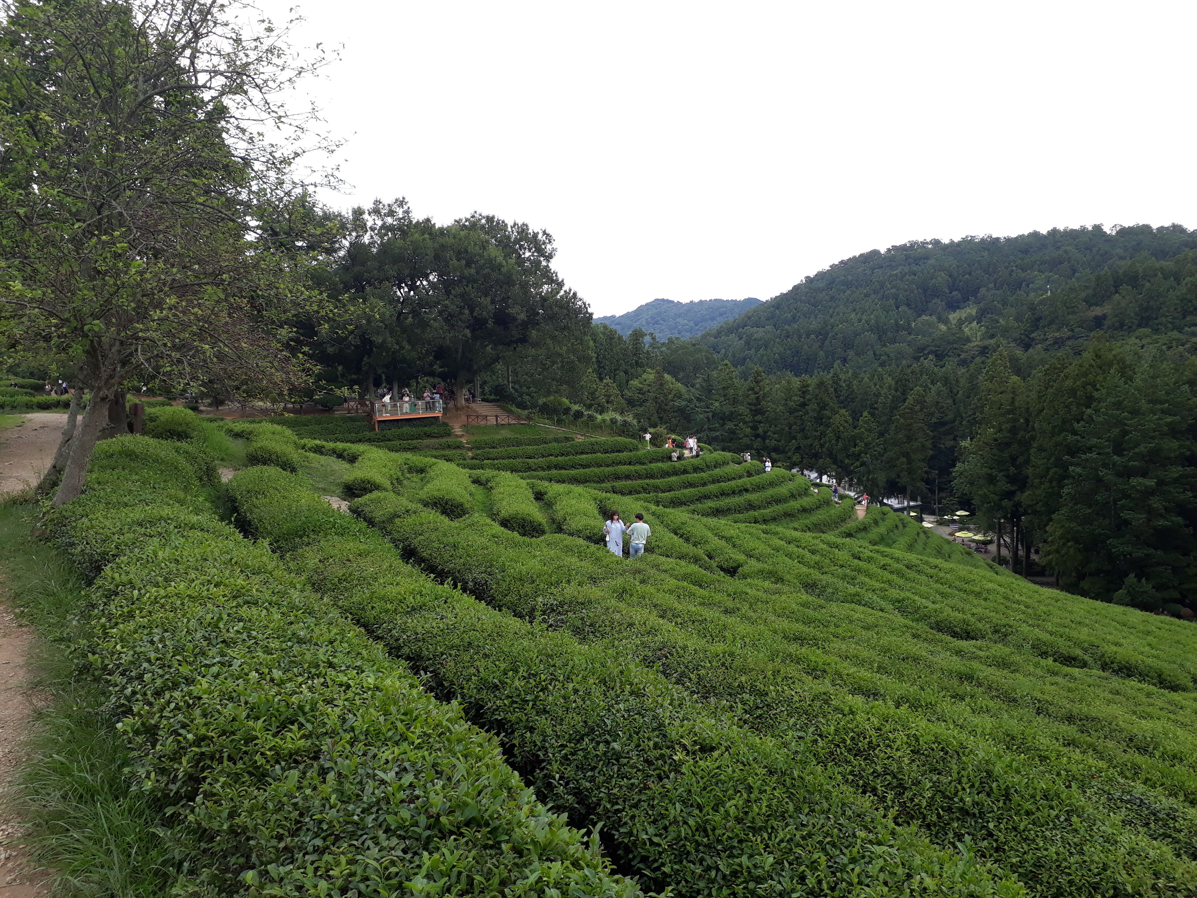 Free download high resolution image - free image free photo free stock image public domain picture -Boseong Green Tea Fields