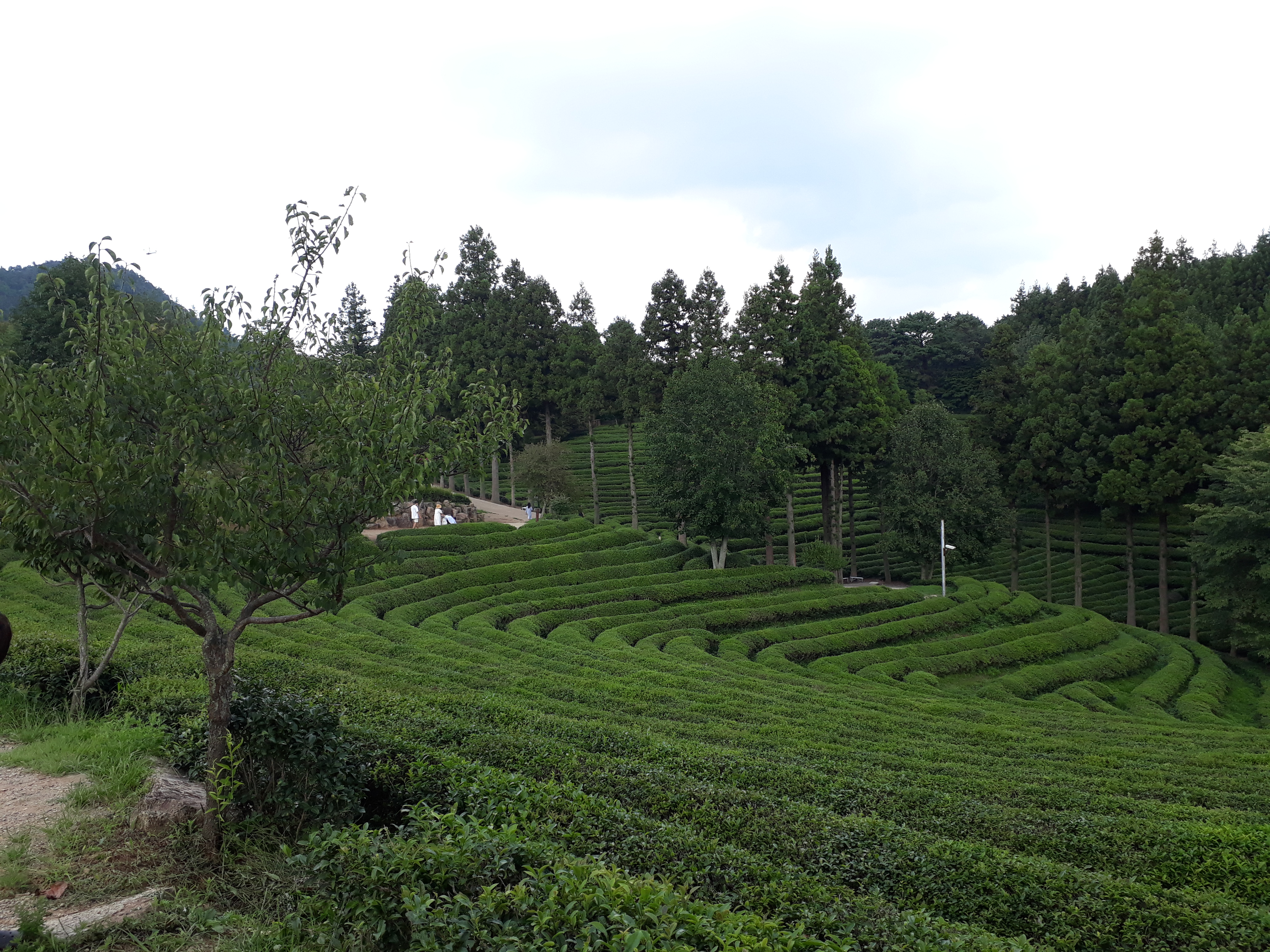 Free download high resolution image - free image free photo free stock image public domain picture -Boseong Green Tea Fields