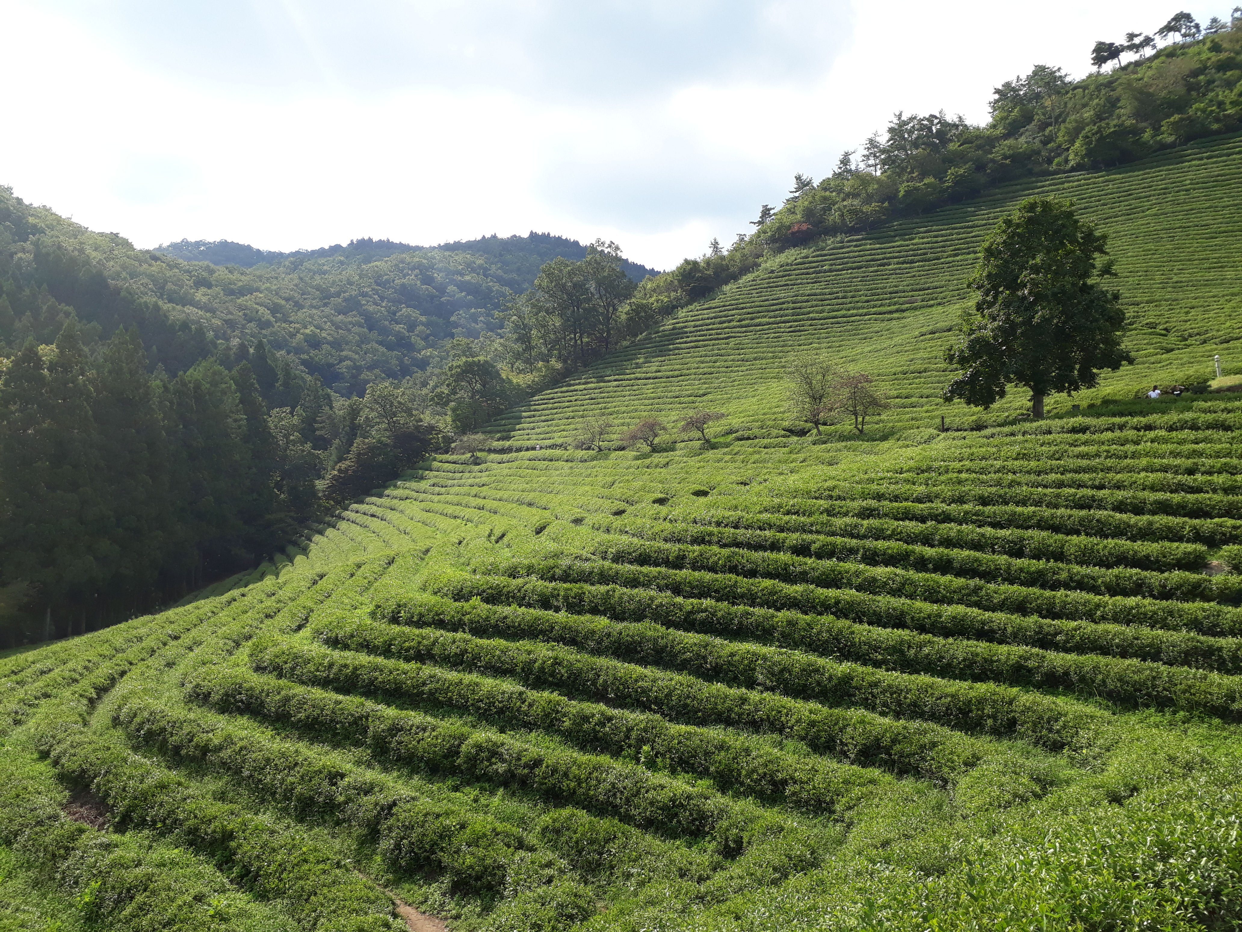 Free download high resolution image - free image free photo free stock image public domain picture -Boseong Green Tea Fields