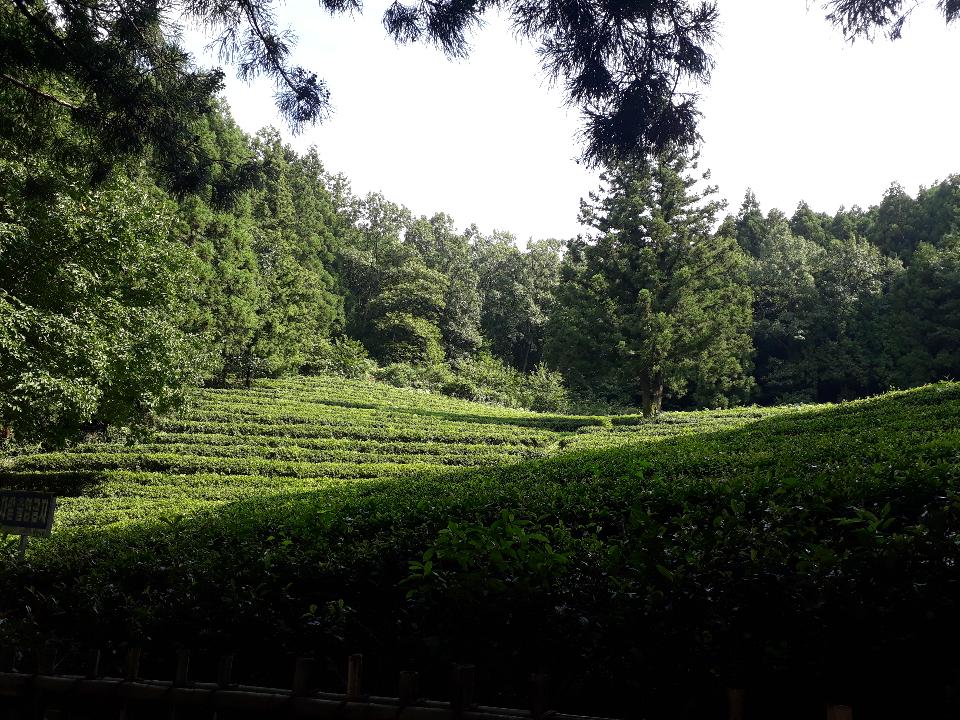 Free download high resolution image - free image free photo free stock image public domain picture  Boseong Green Tea Fields