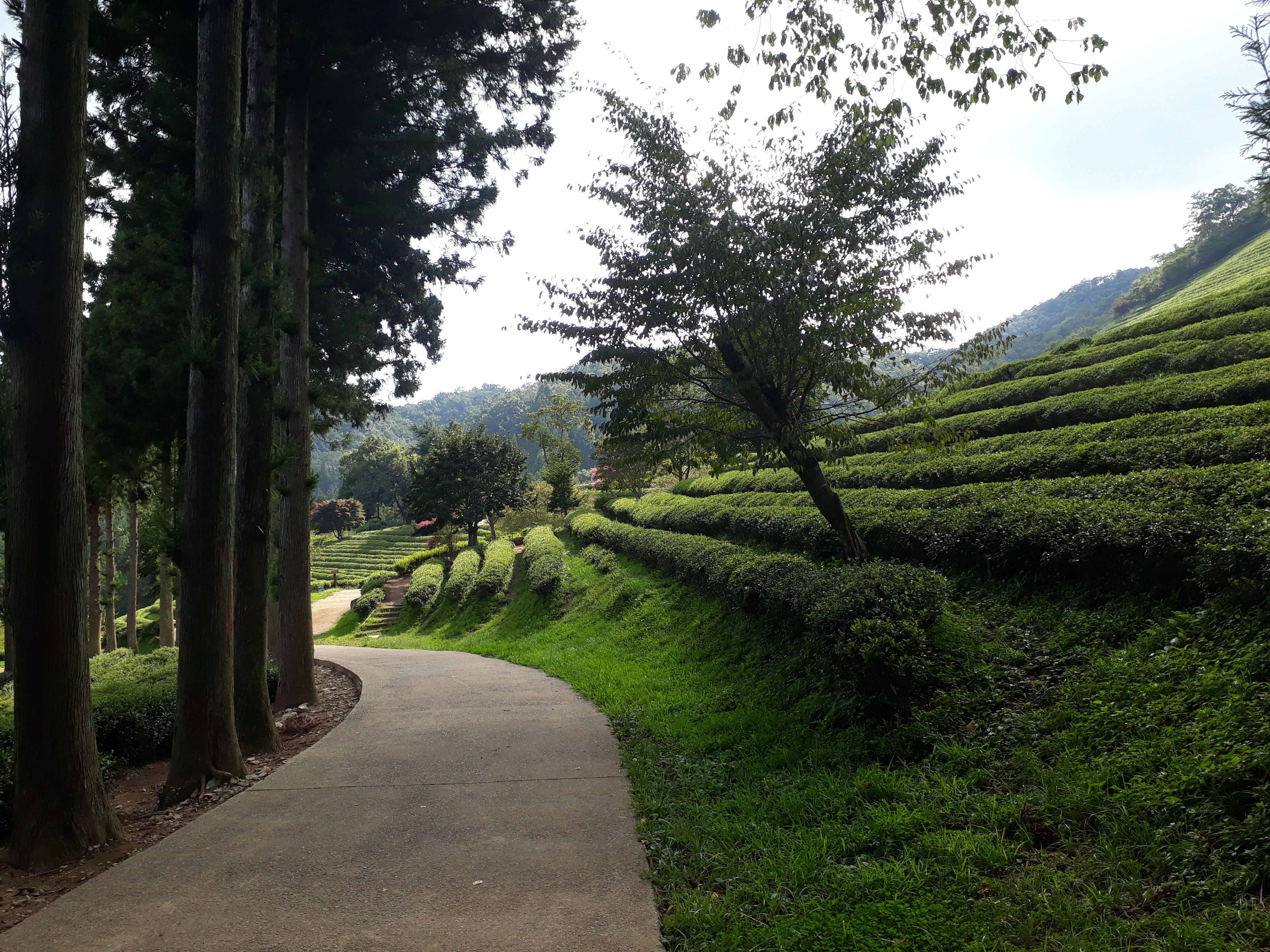 Free download high resolution image - free image free photo free stock image public domain picture -Boseong Green Tea Fields