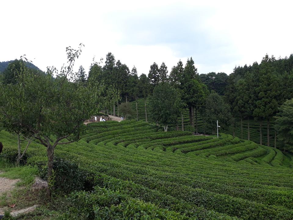 Free download high resolution image - free image free photo free stock image public domain picture  Boseong Green Tea Fields