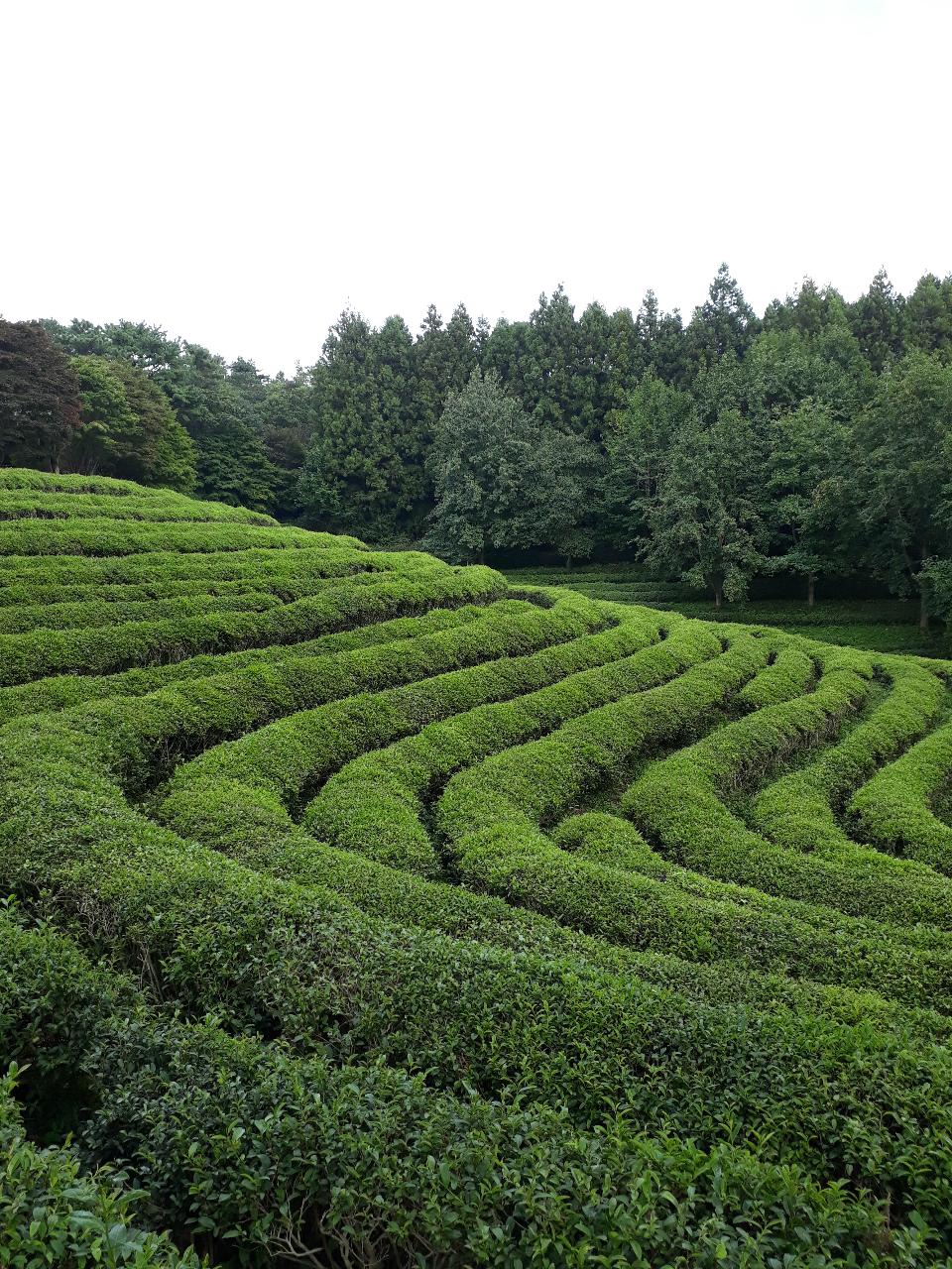 Free download high resolution image - free image free photo free stock image public domain picture  Boseong Green Tea Fields