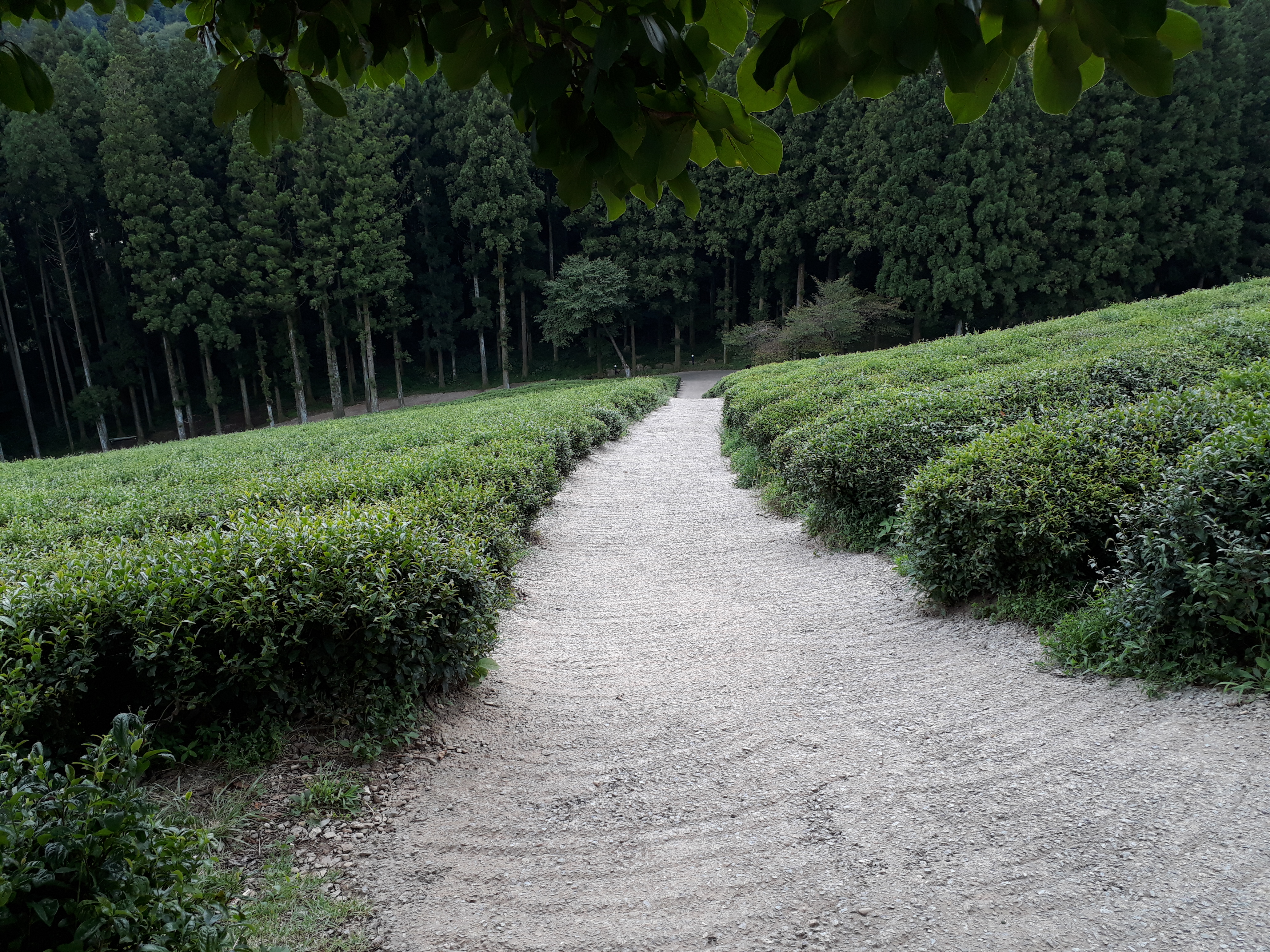 Free download high resolution image - free image free photo free stock image public domain picture -Boseong Green Tea Fields - Daehan Dawon Tea Plantation