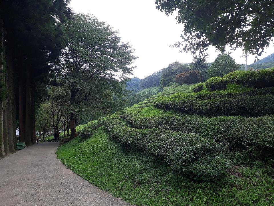 Free download high resolution image - free image free photo free stock image public domain picture  Boseong Green Tea Fields