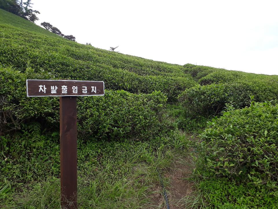 Free download high resolution image - free image free photo free stock image public domain picture  Boseong Green Tea Fields - Daehan Dawon Tea Plantation