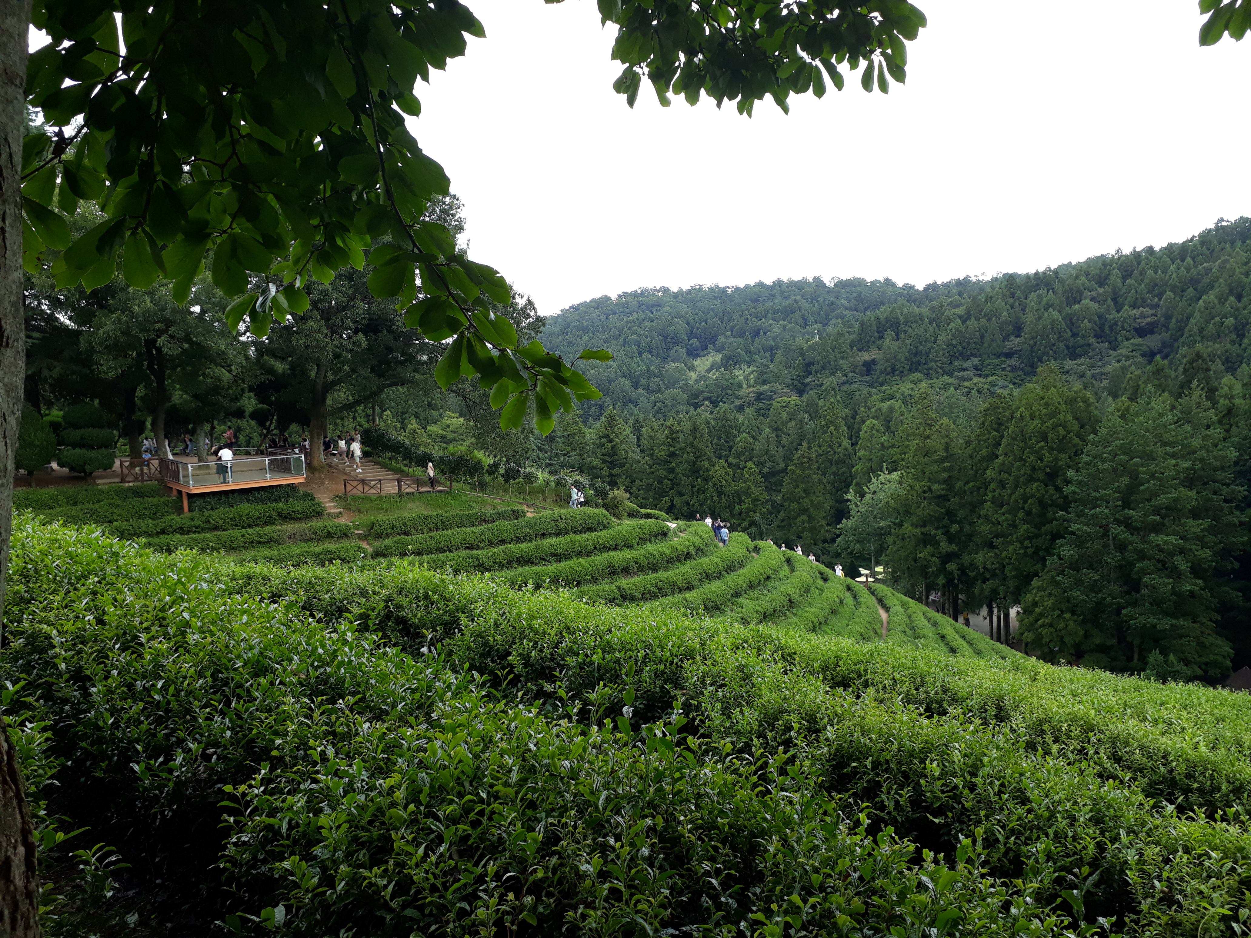 Free download high resolution image - free image free photo free stock image public domain picture -Boseong Green Tea Fields- Daehan Dawon Tea Plantation