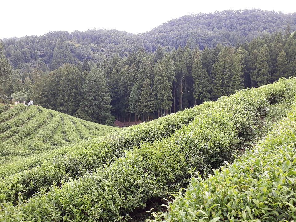 Free download high resolution image - free image free photo free stock image public domain picture  Boseong Green Tea Fields