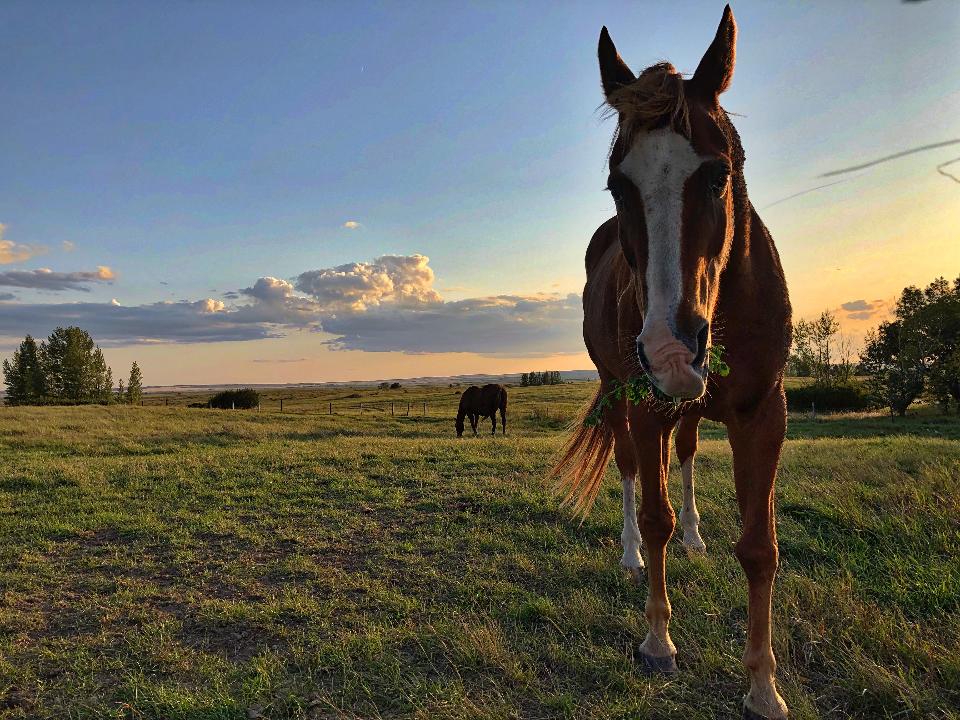 Free download high resolution image - free image free photo free stock image public domain picture  Horse on the field grass