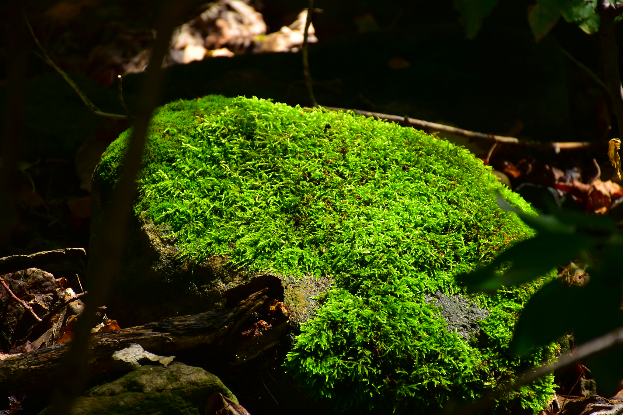 Free download high resolution image - free image free photo free stock image public domain picture -Forest