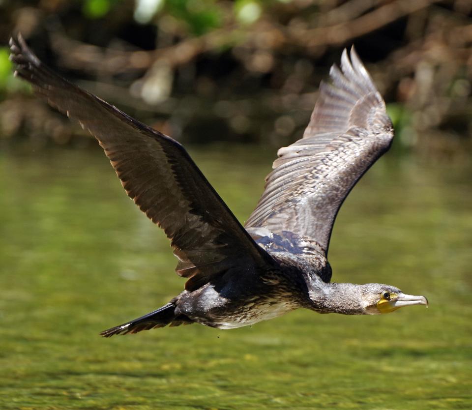 Free download high resolution image - free image free photo free stock image public domain picture  Goose Preparing to take off from River