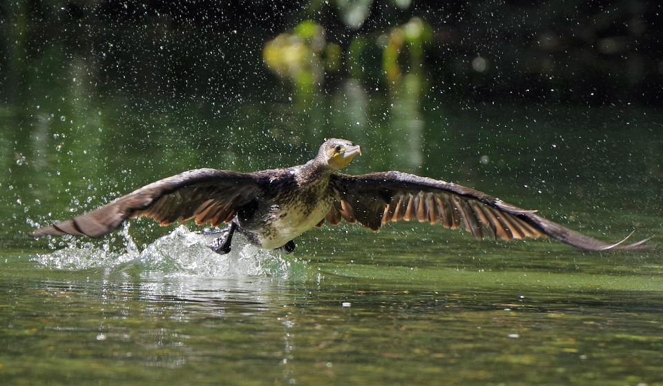 Free download high resolution image - free image free photo free stock image public domain picture  Goose Preparing to take off from River