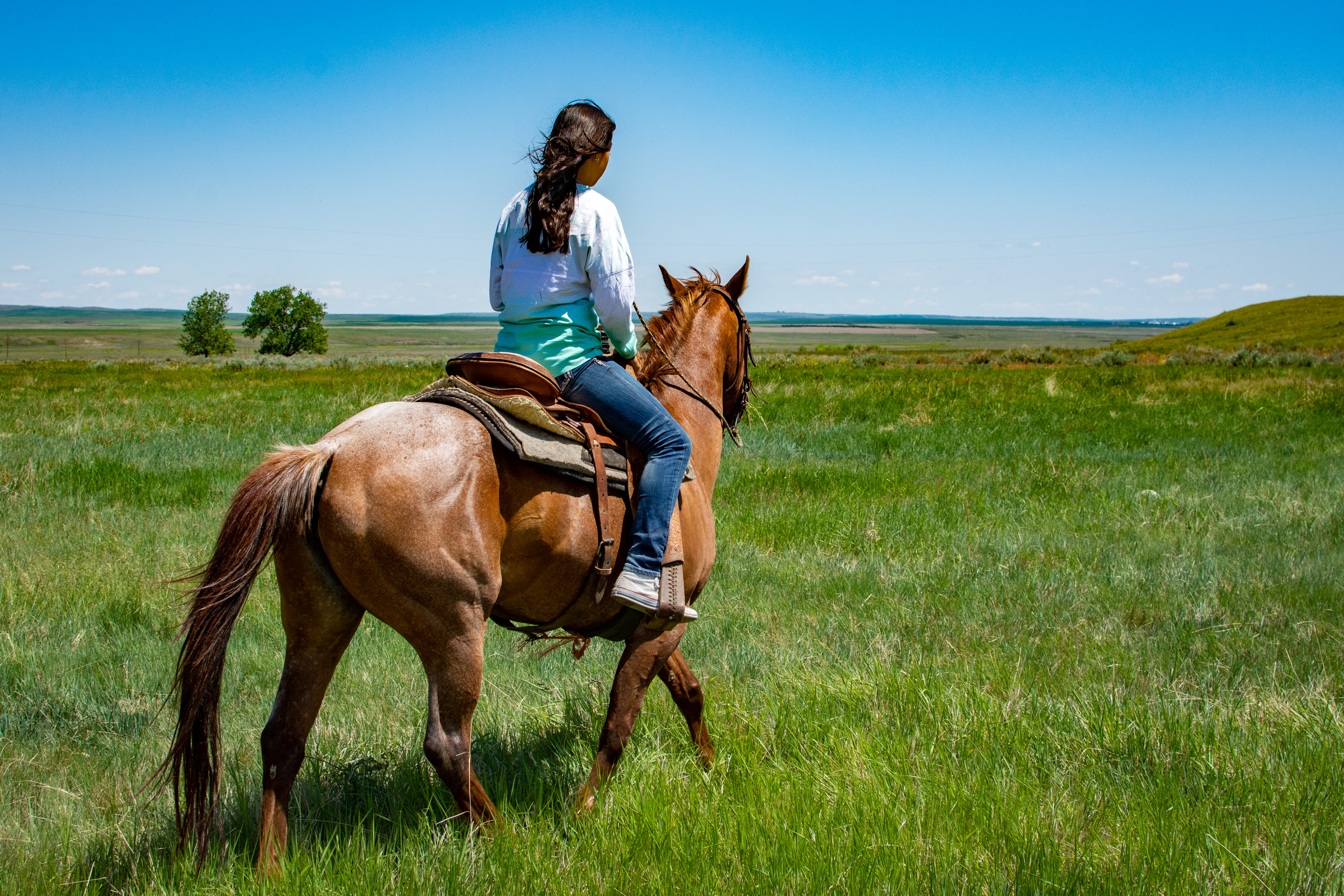 Free download high resolution image - free image free photo free stock image public domain picture -young woman black stallion in a field