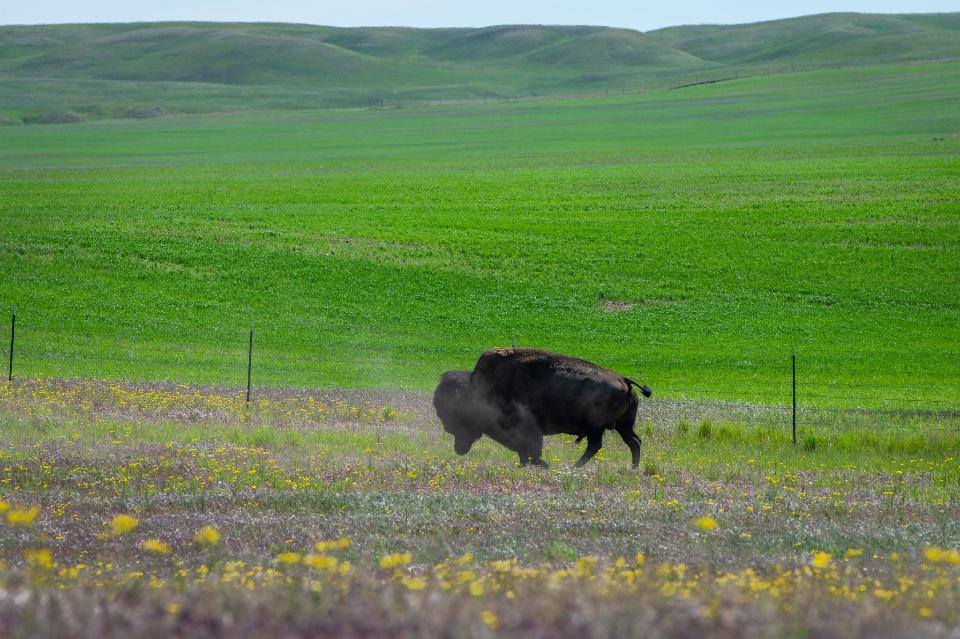 Free download high resolution image - free image free photo free stock image public domain picture  Fort Peck Reservation and Buffalo Ranch