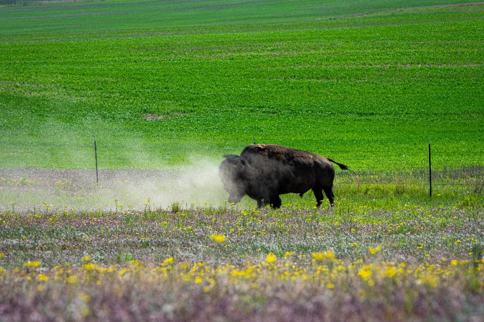 Free download high resolution image - free image free photo free stock image public domain picture  Fort Peck Reservation and Buffalo Ranch