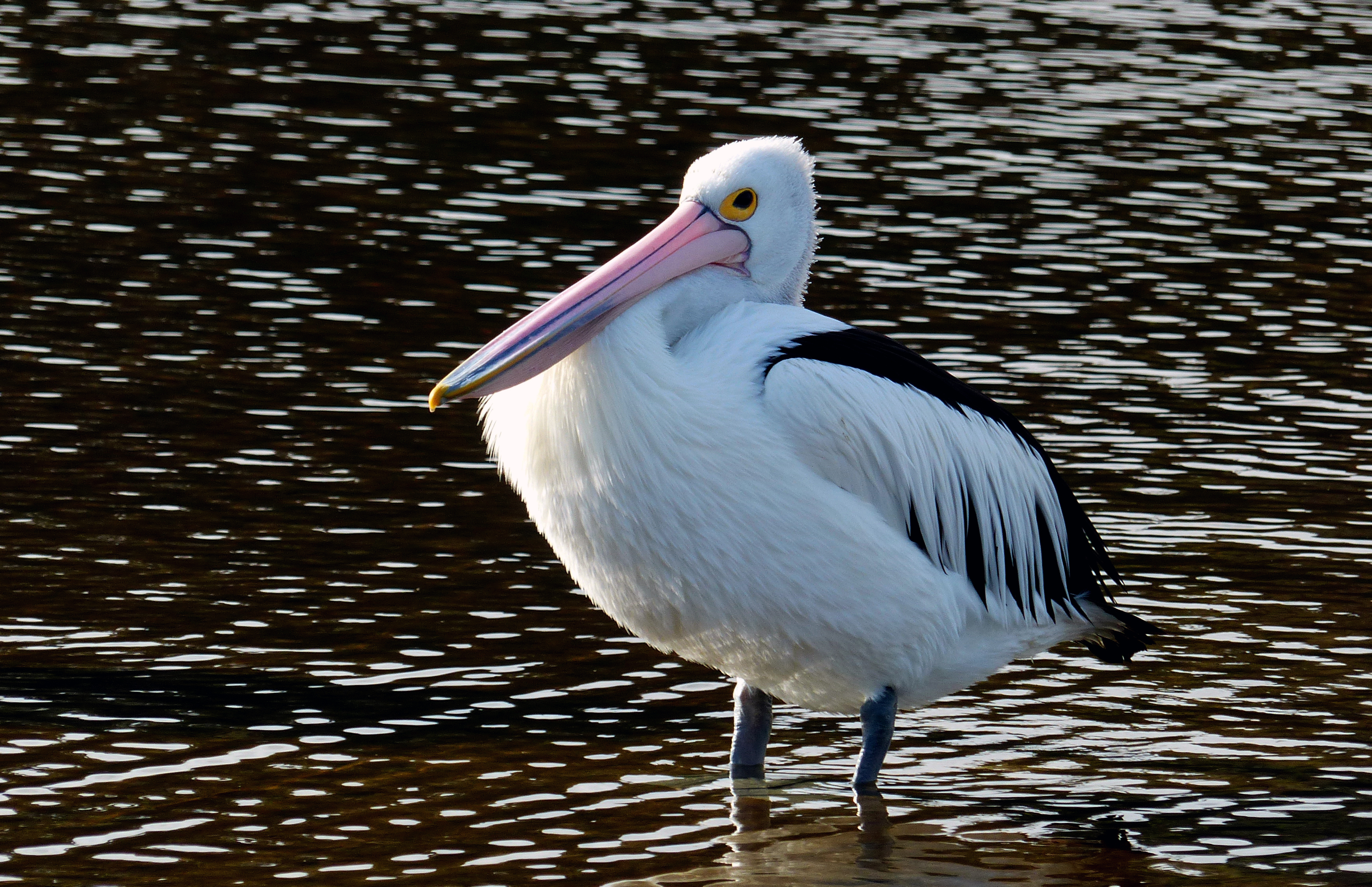 Free download high resolution image - free image free photo free stock image public domain picture -The Australian pelican