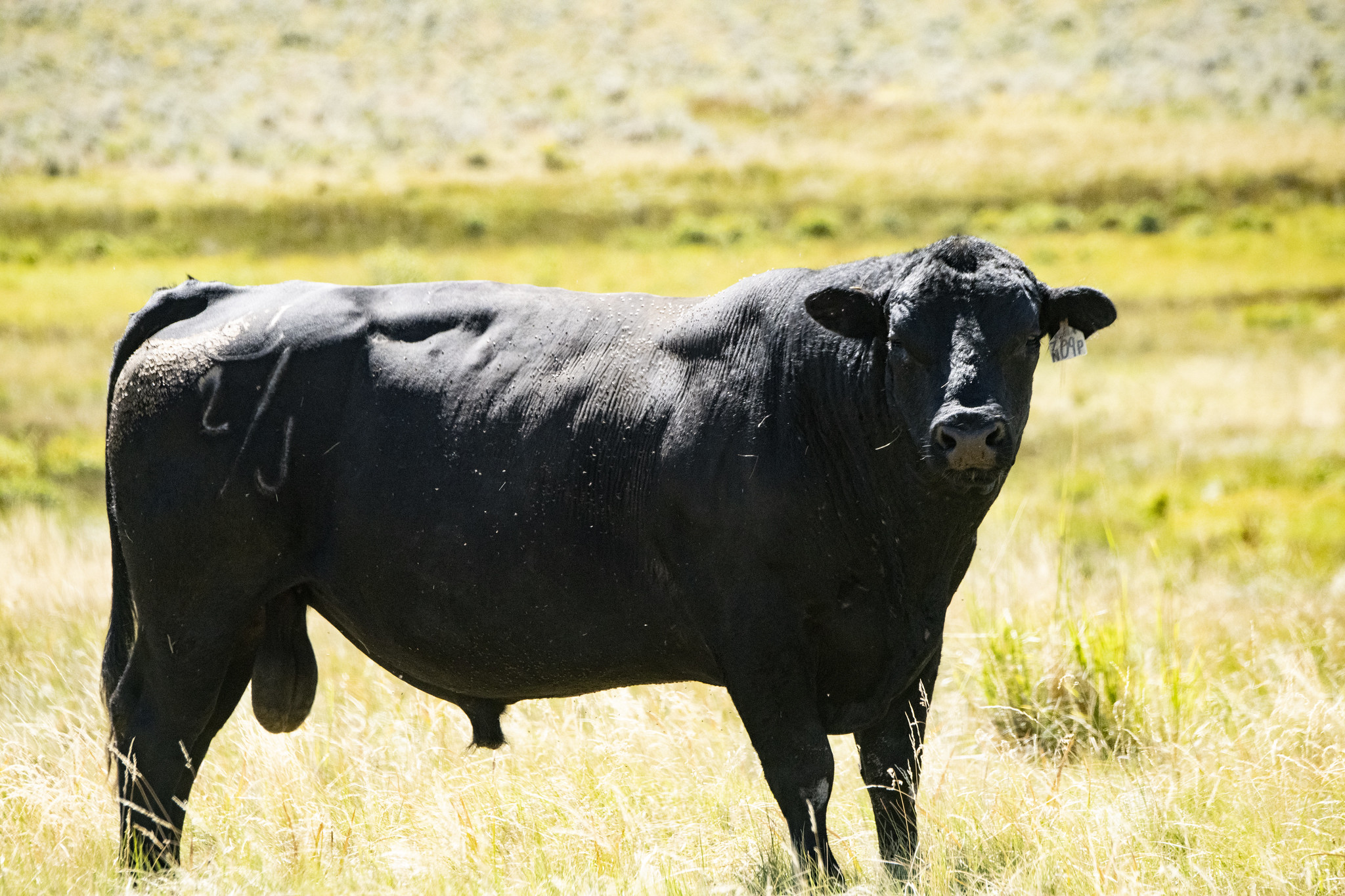 Free download high resolution image - free image free photo free stock image public domain picture -Black Angus cow