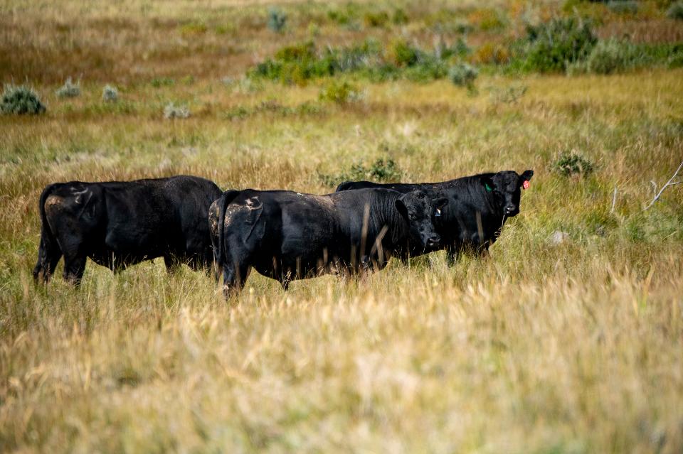 Free download high resolution image - free image free photo free stock image public domain picture  Black Angus cows