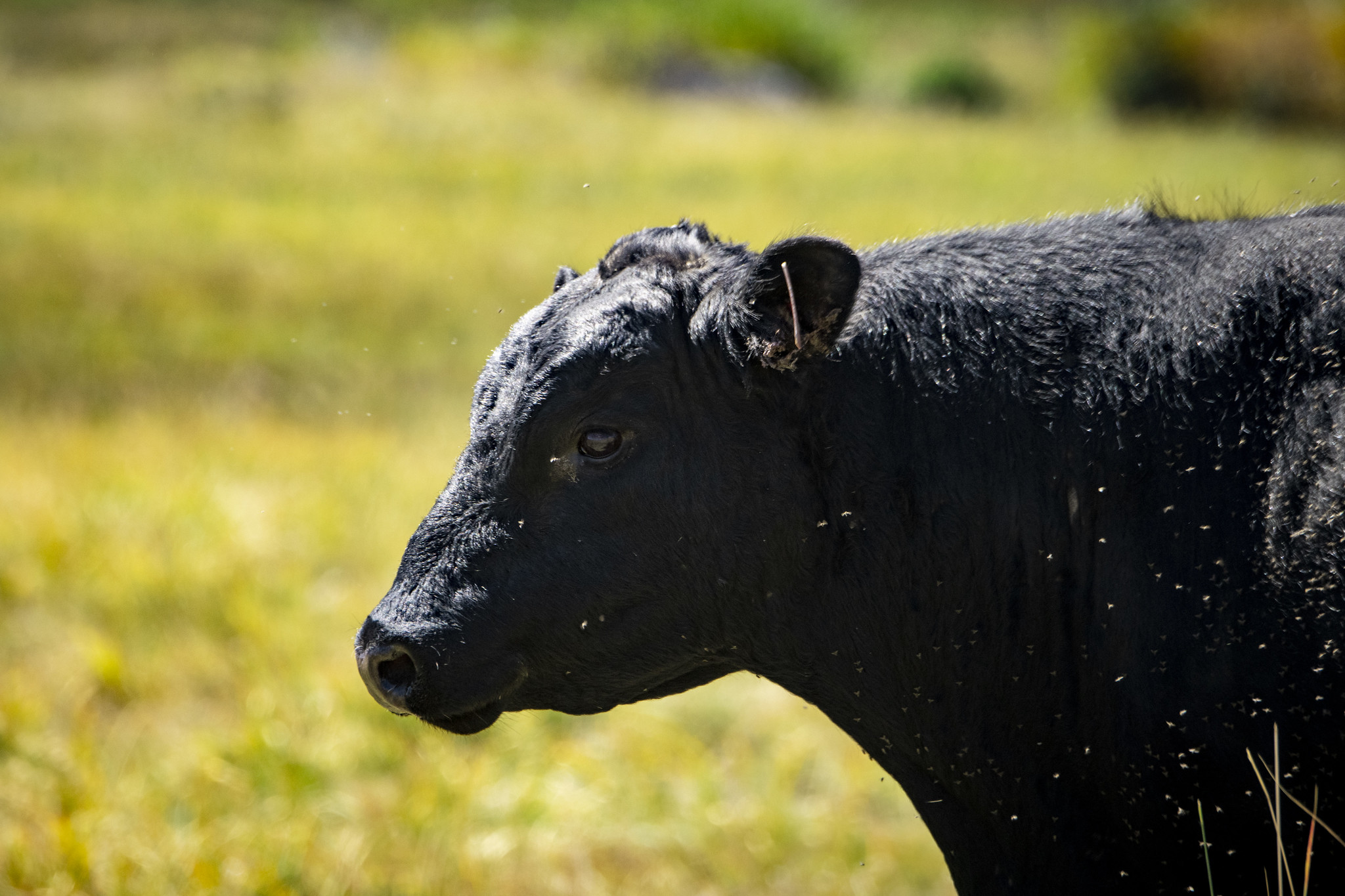 Free download high resolution image - free image free photo free stock image public domain picture -Black Angus cow