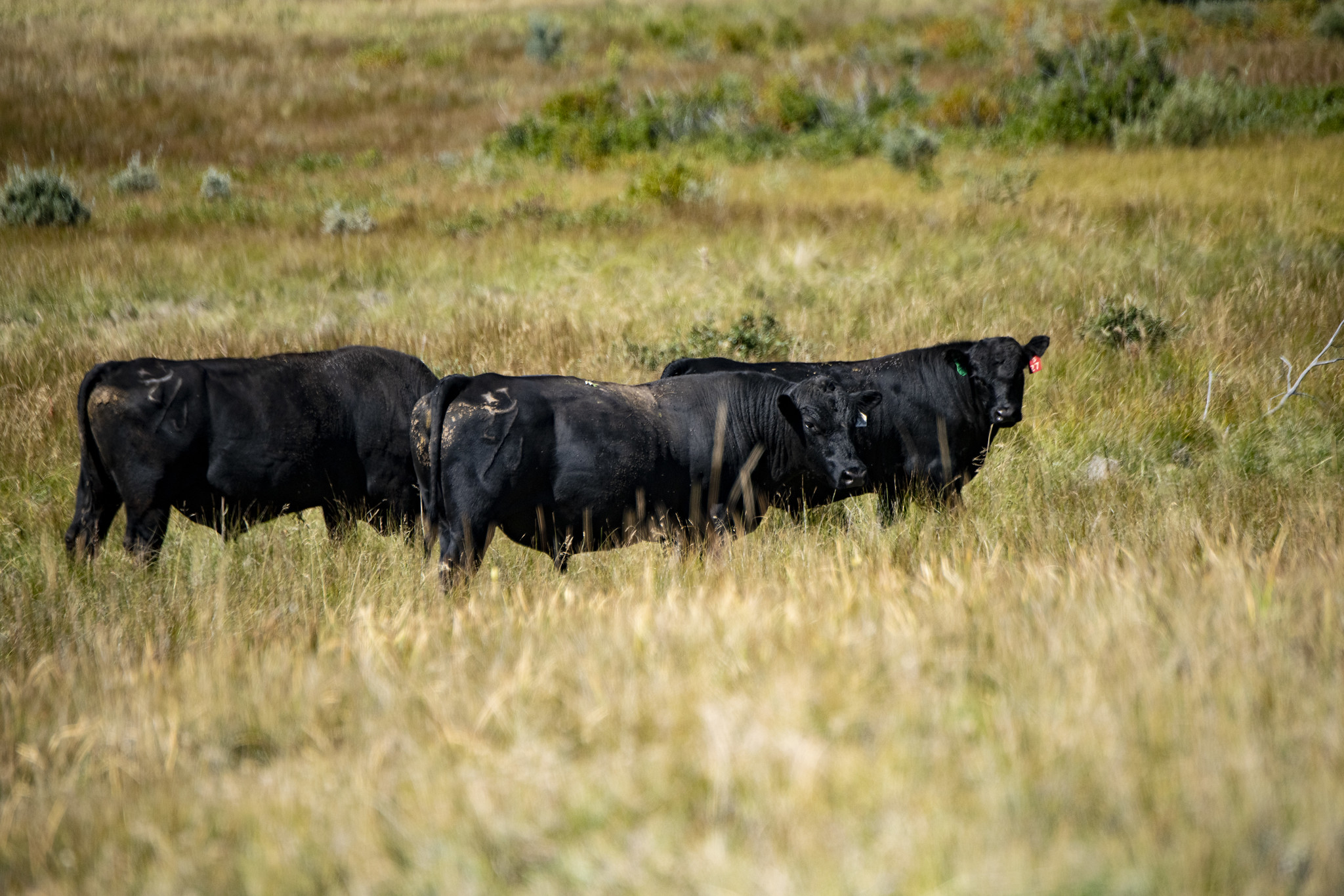 Free download high resolution image - free image free photo free stock image public domain picture -Black Angus cows