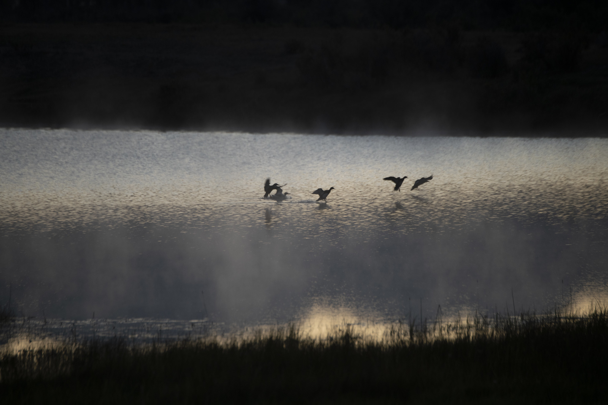 Free download high resolution image - free image free photo free stock image public domain picture -Flock of birds over the lake