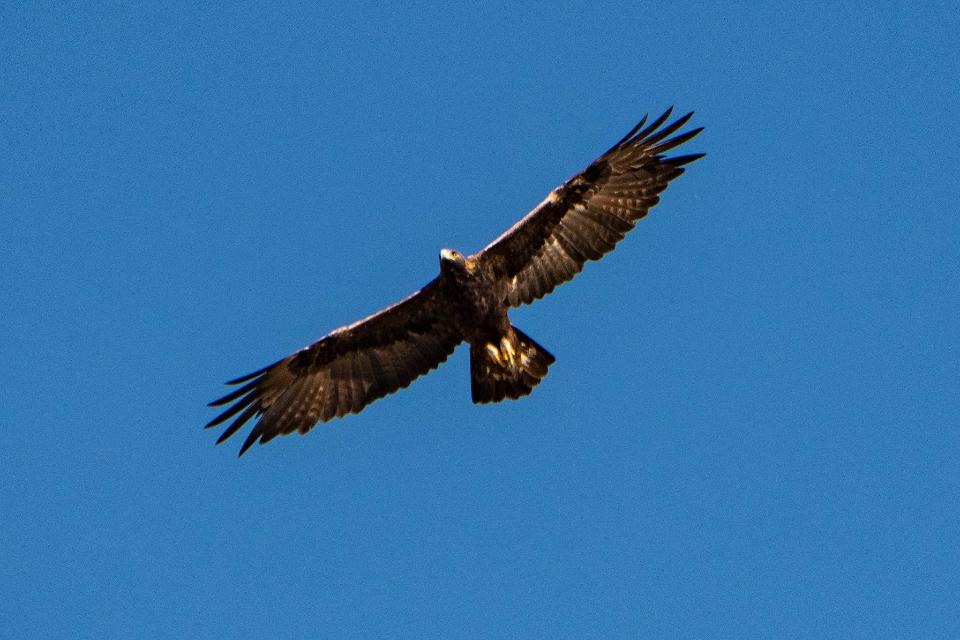 Free download high resolution image - free image free photo free stock image public domain picture  big eagle in flight against the blue sky