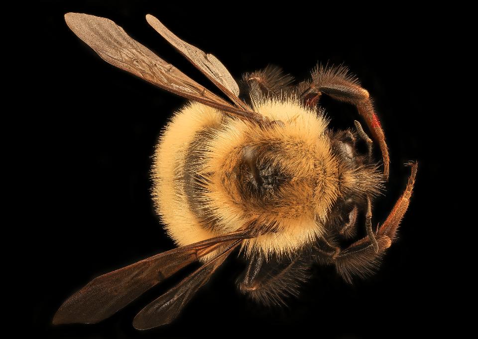 Free download high resolution image - free image free photo free stock image public domain picture  Bumble Bee Closeup