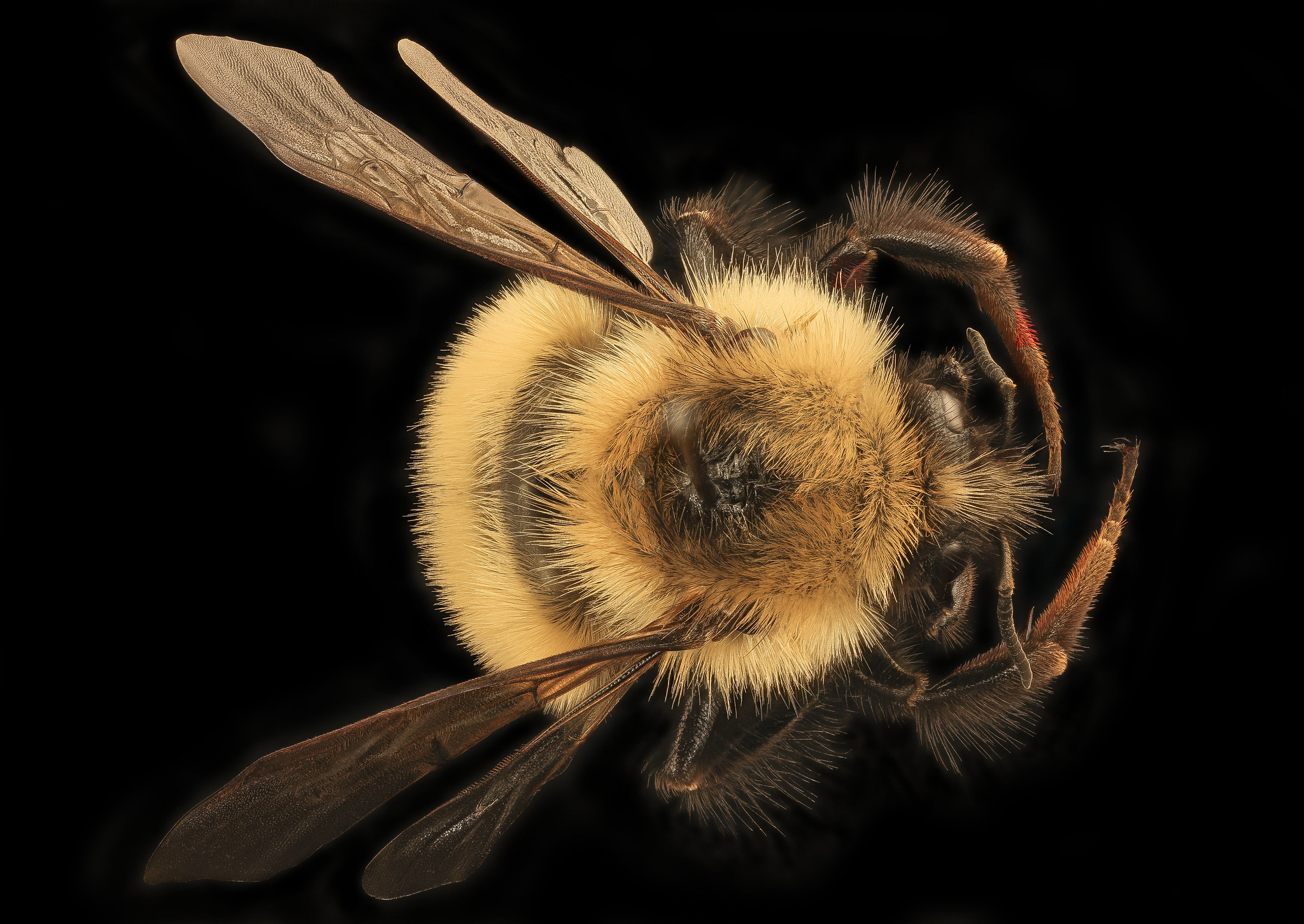 Free download high resolution image - free image free photo free stock image public domain picture -Bumble Bee Closeup