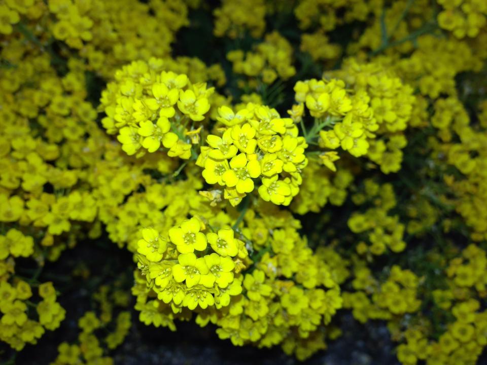 Free download high resolution image - free image free photo free stock image public domain picture  Yellow Wildflower