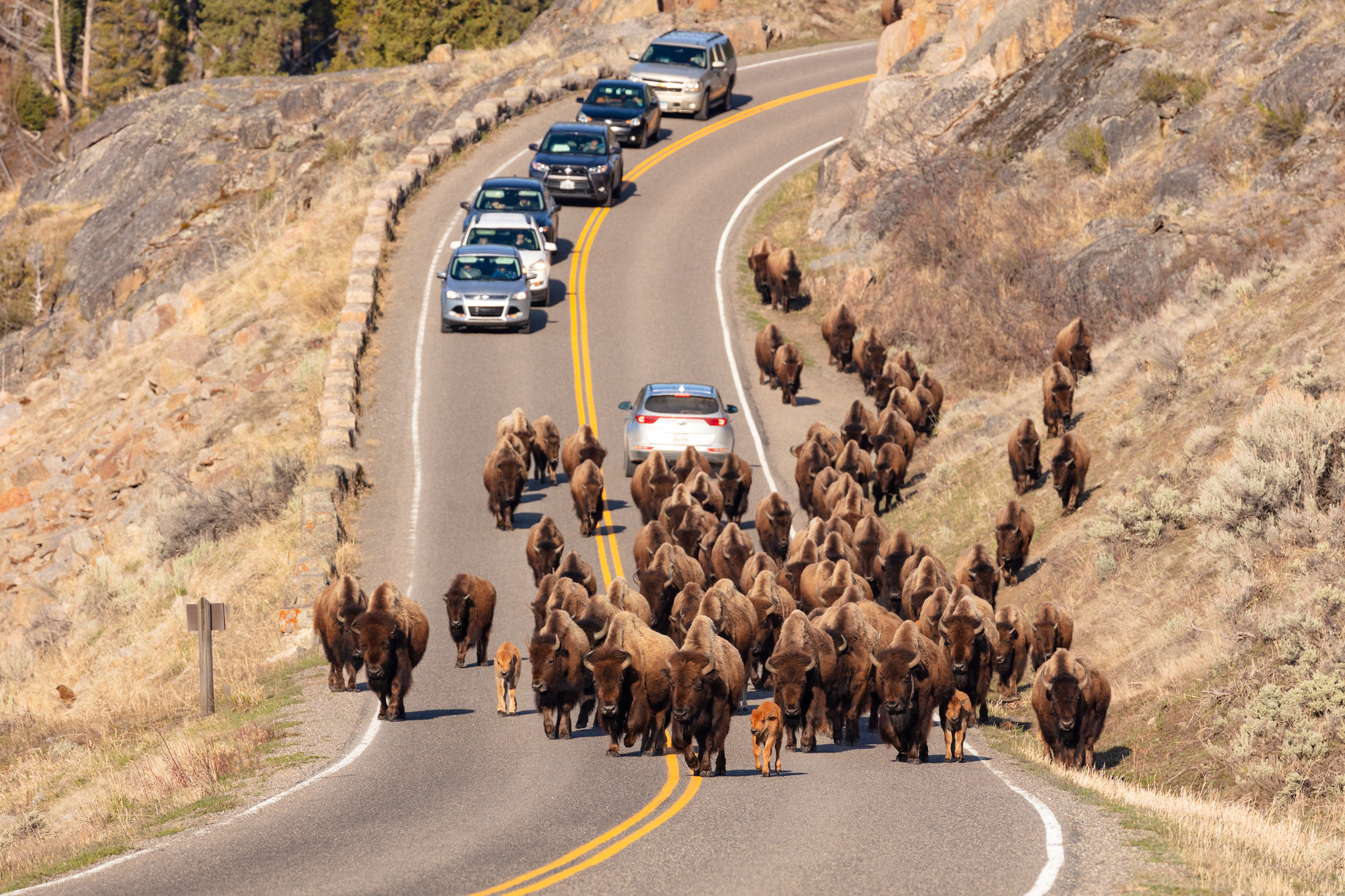 Free download high resolution image - free image free photo free stock image public domain picture -A group of bison