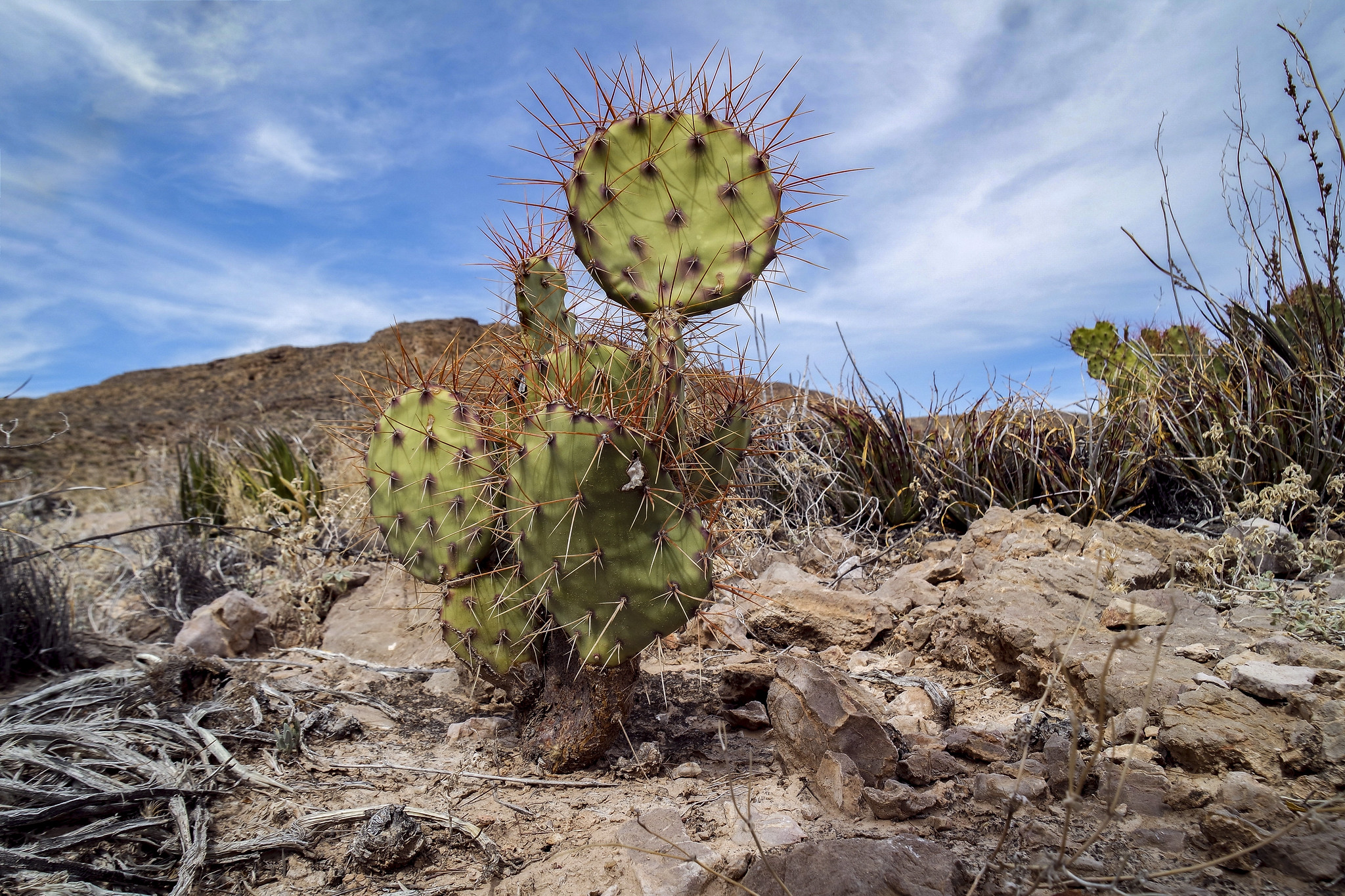 Free download high resolution image - free image free photo free stock image public domain picture -Big Bend National Park