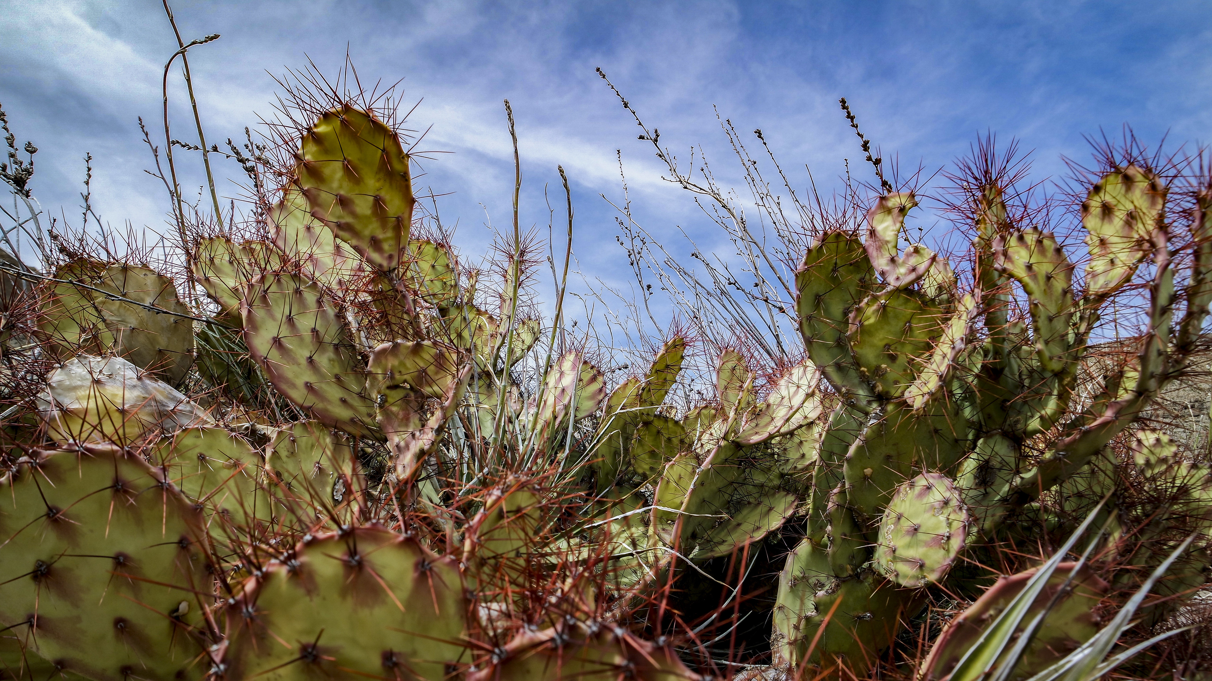 Free download high resolution image - free image free photo free stock image public domain picture -Big Bend National Park