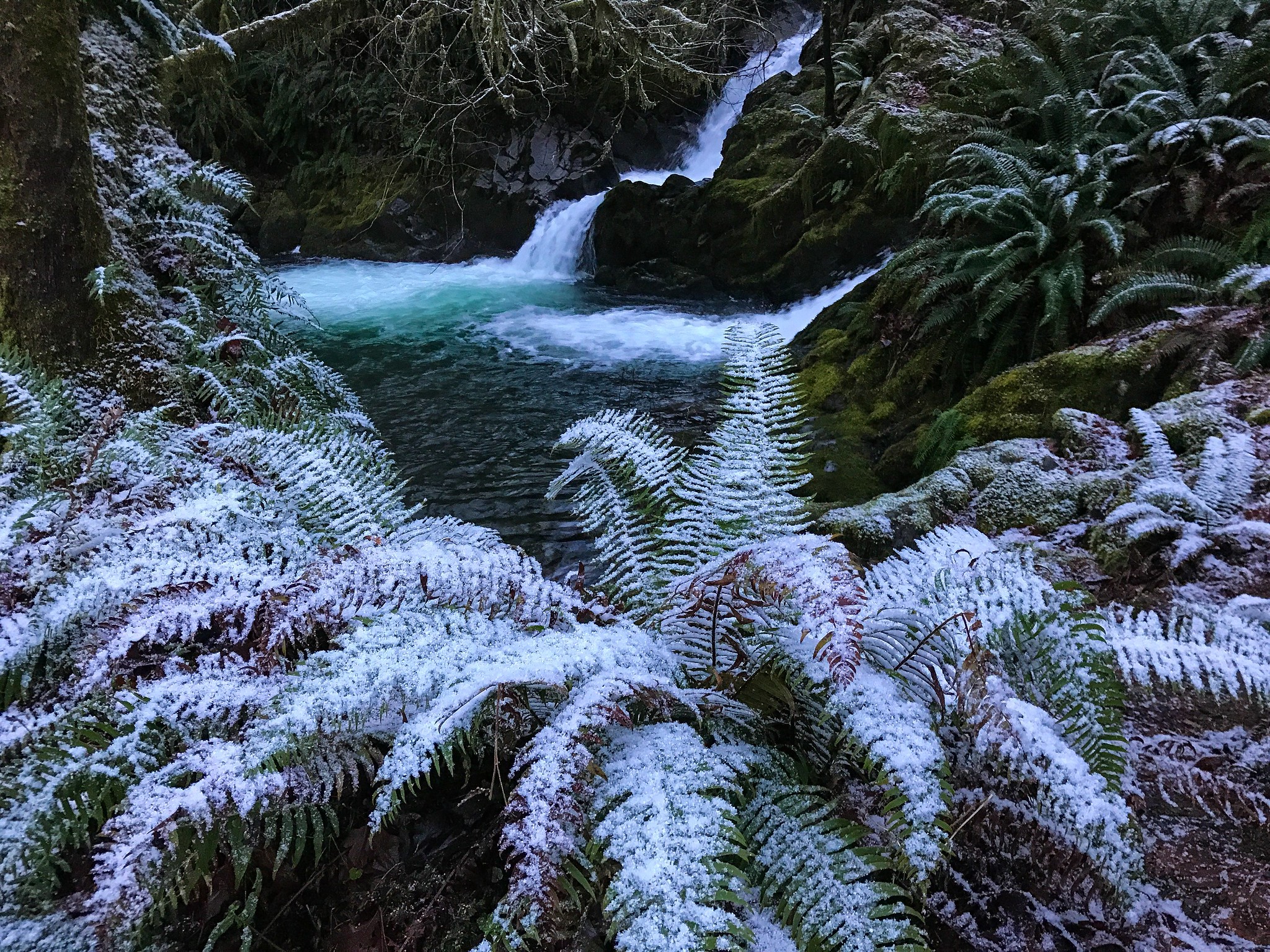 Free download high resolution image - free image free photo free stock image public domain picture -Quinault Falls Creek Falls