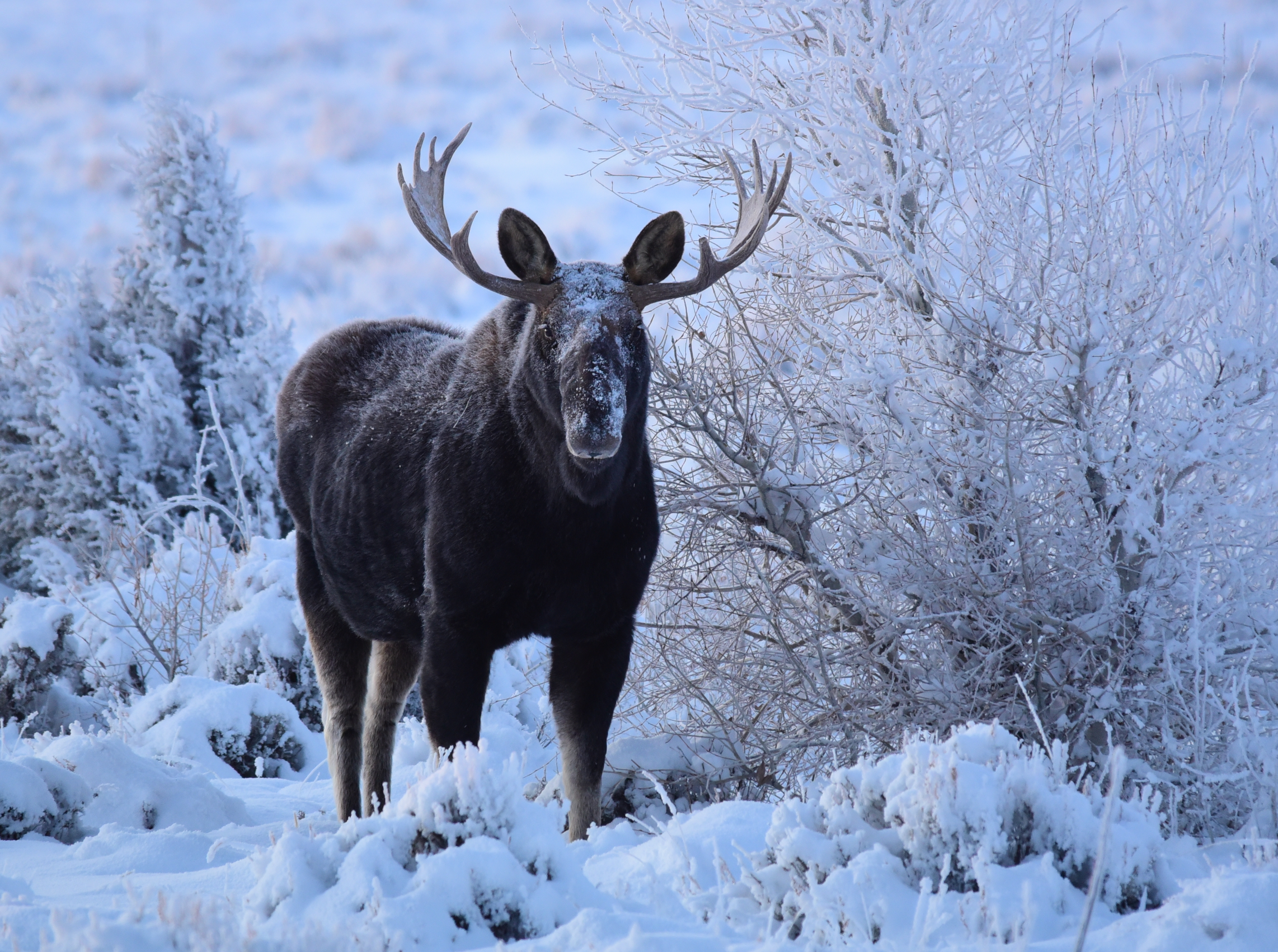 Free download high resolution image - free image free photo free stock image public domain picture -Moose at Seedskadee National Wildlife Refuge