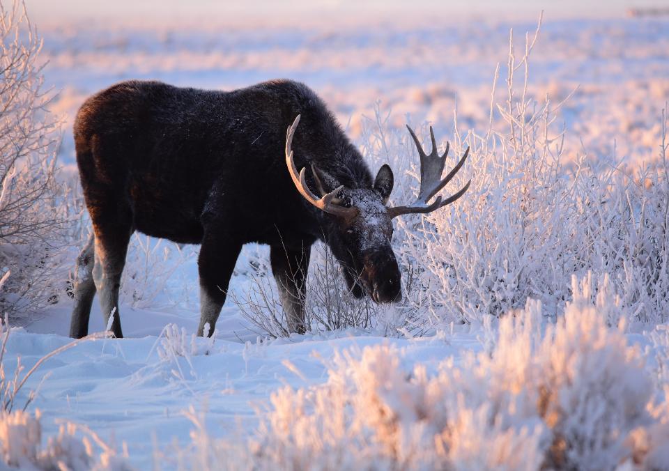 Free download high resolution image - free image free photo free stock image public domain picture  Moose at Seedskadee National Wildlife Refuge