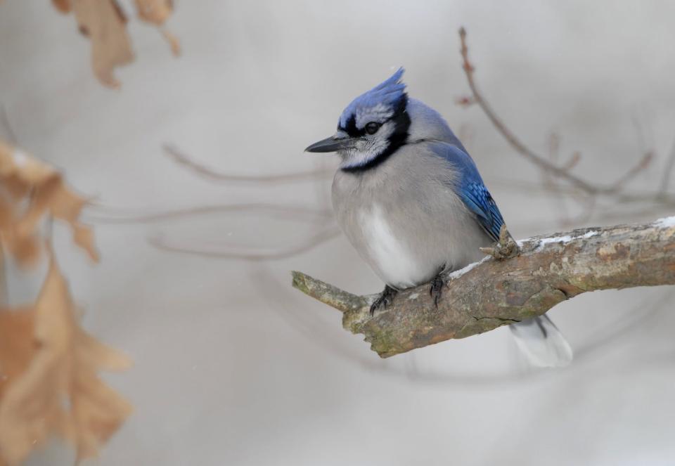 Free download high resolution image - free image free photo free stock image public domain picture  Blue Jay