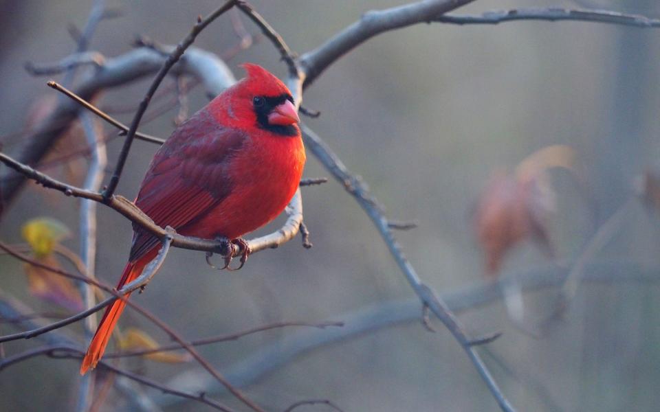 Free download high resolution image - free image free photo free stock image public domain picture  Northern Cardinal