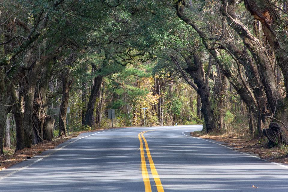 Free download high resolution image - free image free photo free stock image public domain picture  Francis Marion National Forest