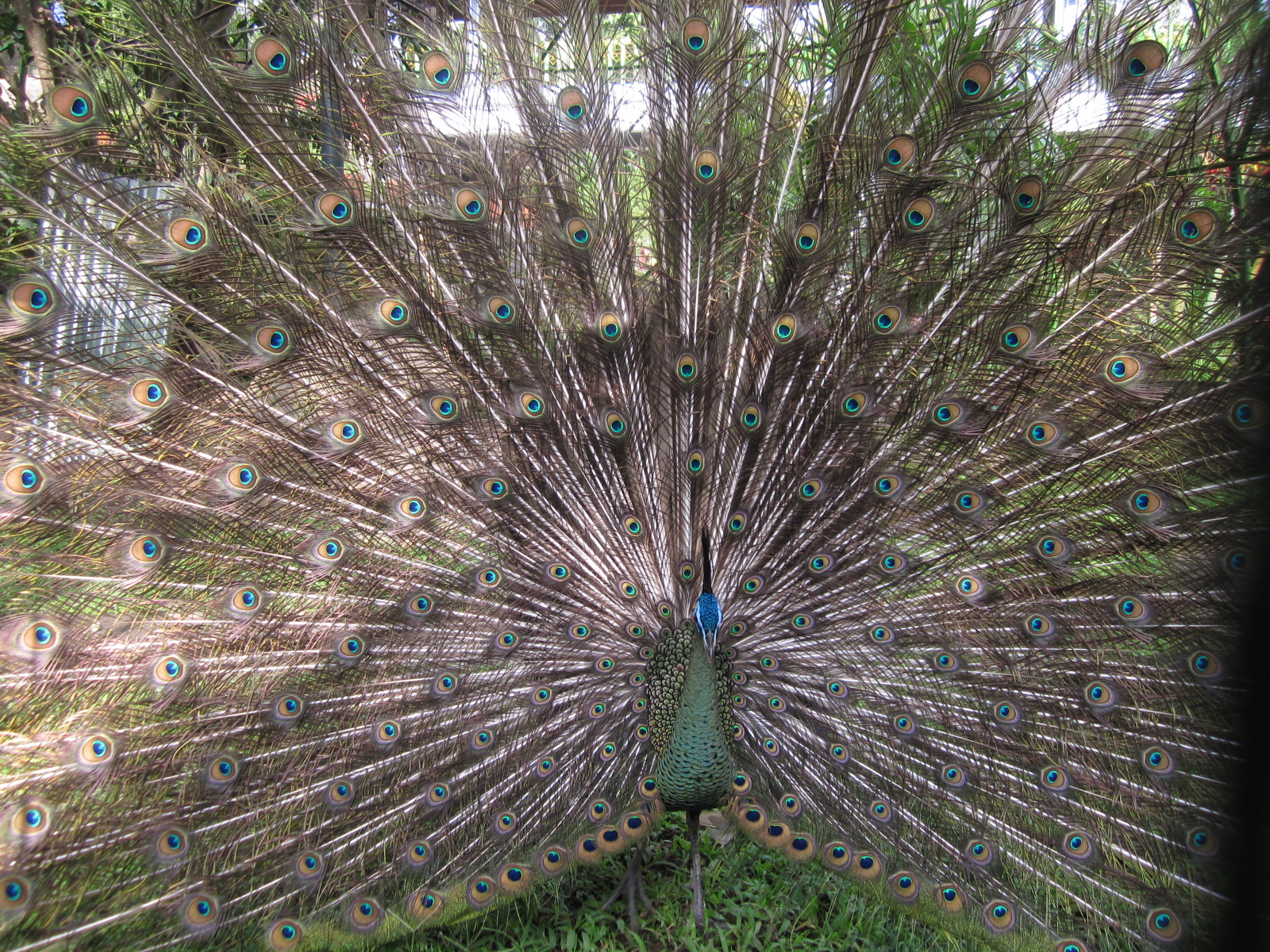 Free download high resolution image - free image free photo free stock image public domain picture -Peacock Wings