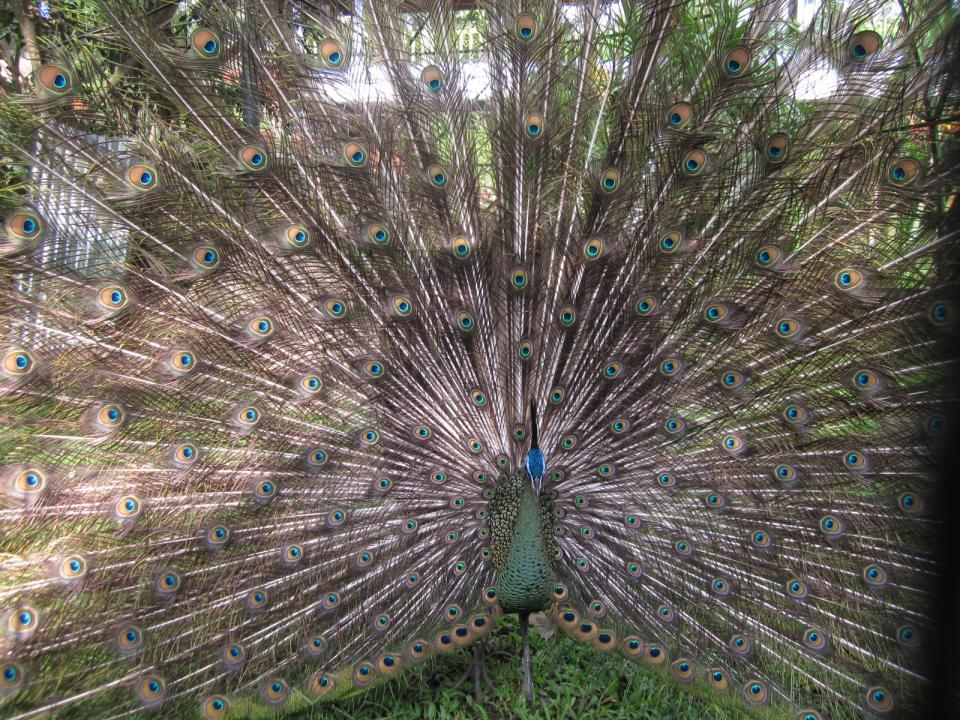 Free download high resolution image - free image free photo free stock image public domain picture  Peacock Wings