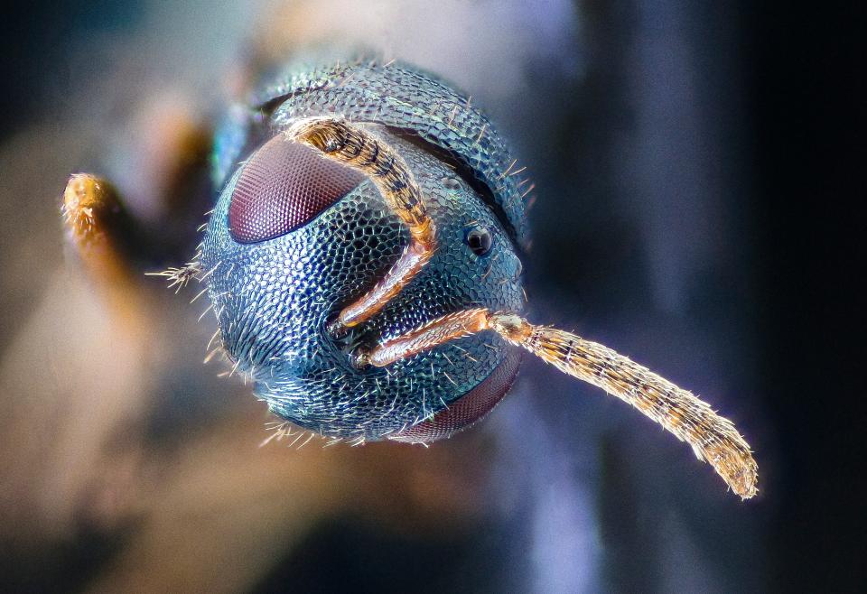 Free download high resolution image - free image free photo free stock image public domain picture  small wasp head