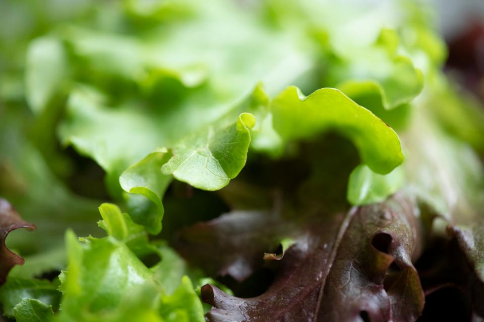 Free download high resolution image - free image free photo free stock image public domain picture  Mixed leafy greens growing at Green Farm