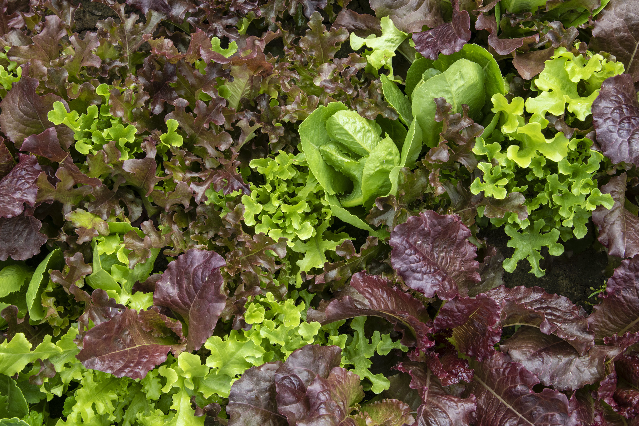 Free download high resolution image - free image free photo free stock image public domain picture -Mixed leafy greens growing at Green Farm