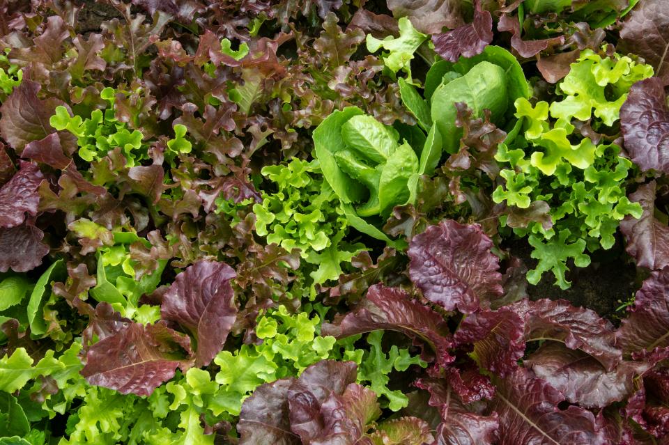 Free download high resolution image - free image free photo free stock image public domain picture  Mixed leafy greens growing at Green Farm