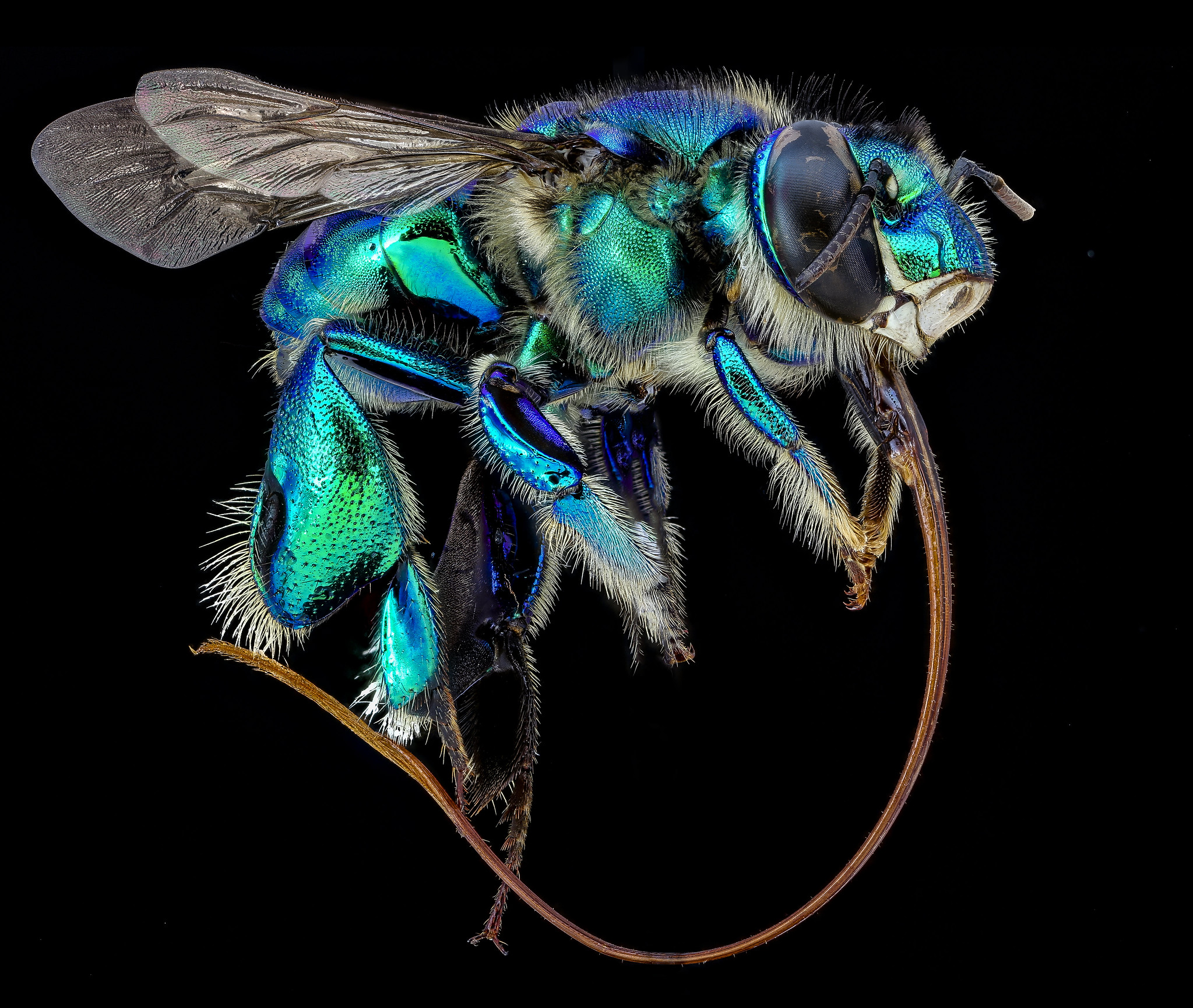 Free download high resolution image - free image free photo free stock image public domain picture -Micrograph of the head of bee