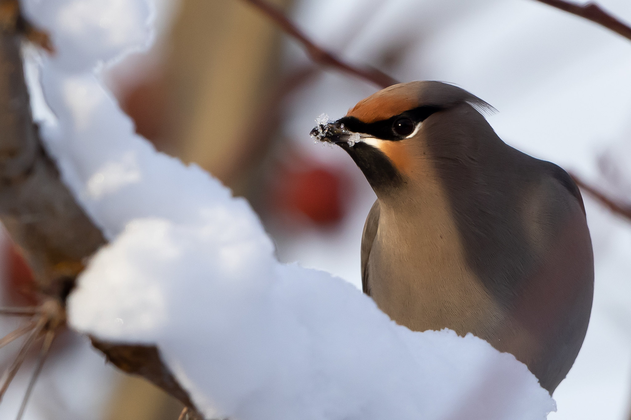 Free download high resolution image - free image free photo free stock image public domain picture -Bohemian Waxwing