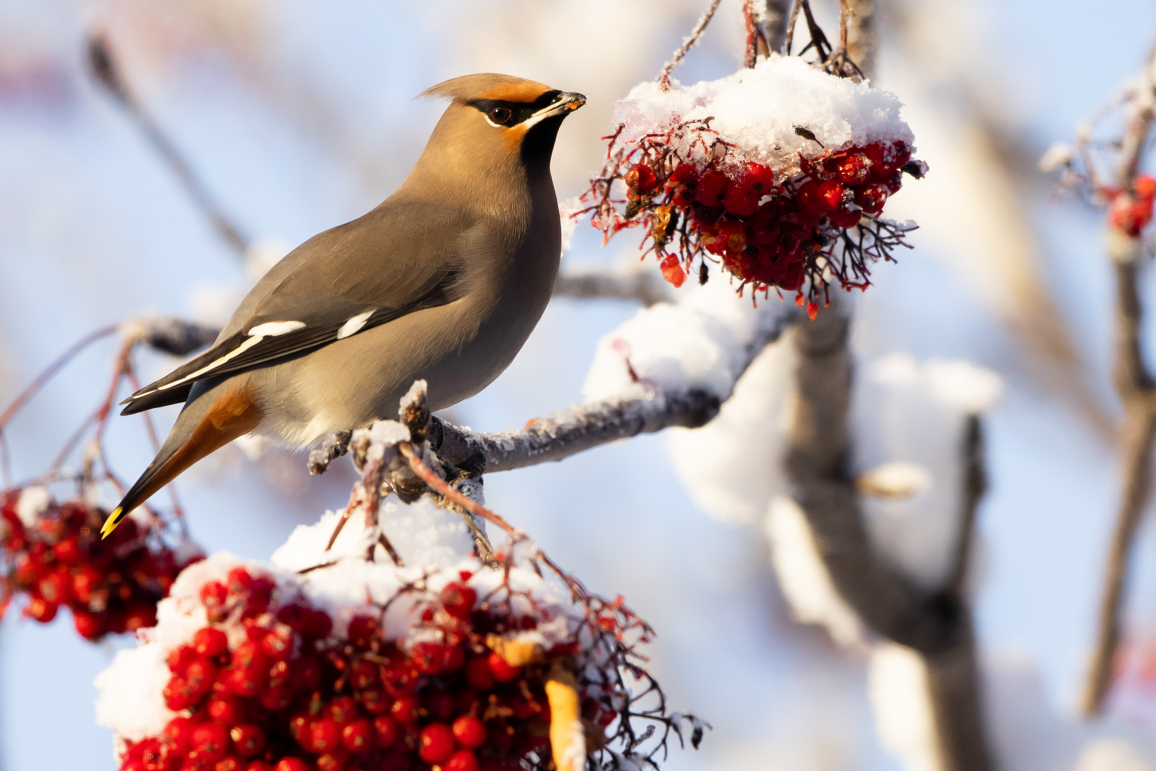 Free download high resolution image - free image free photo free stock image public domain picture -Bohemian Waxwing