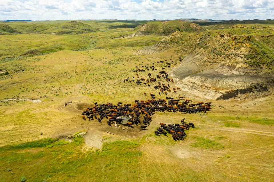 Free download high resolution image - free image free photo free stock image public domain picture  Cattle grazing on the Burgess ranch